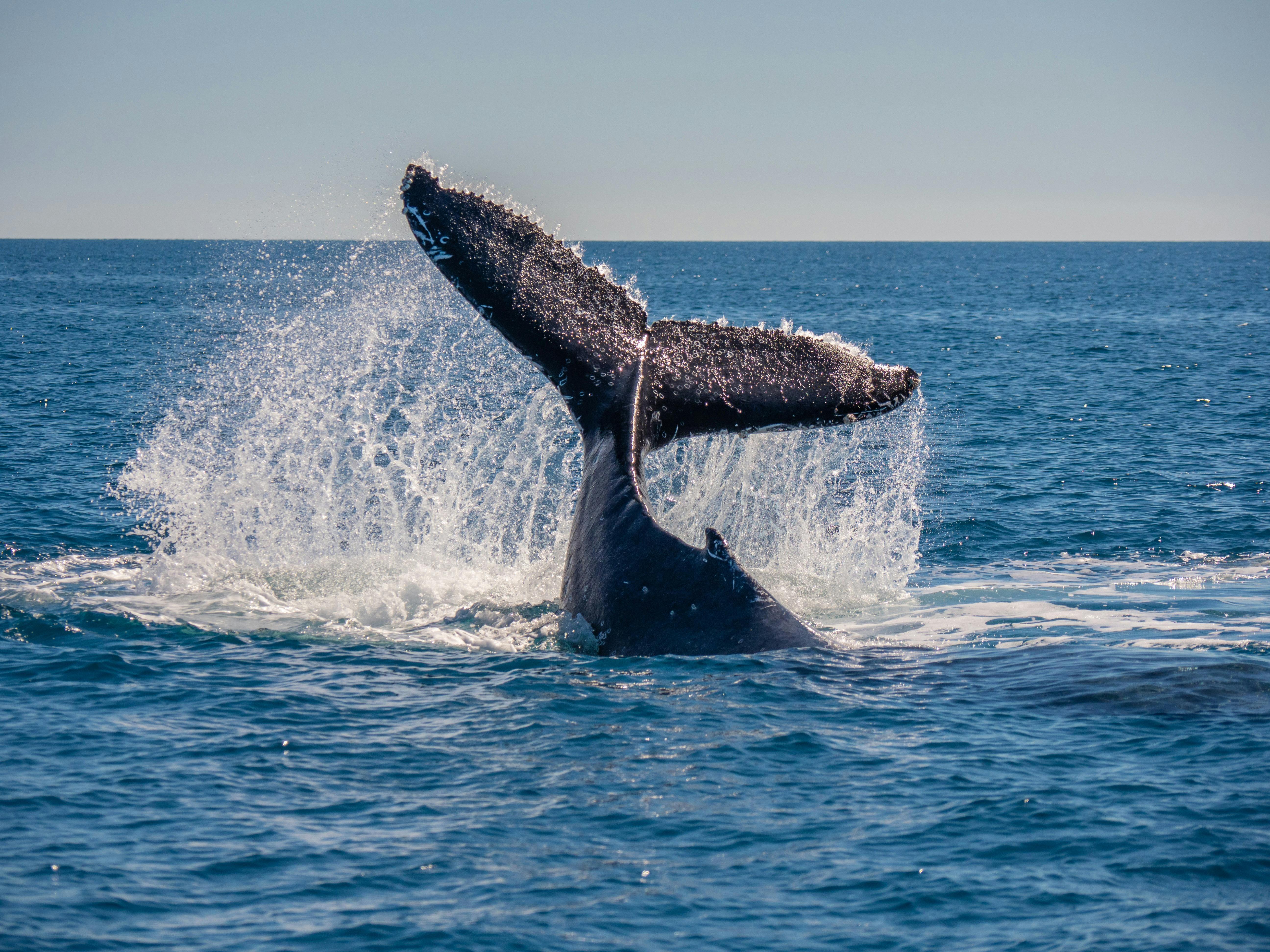 Departing from Kingfisher Bay Resort (01/08/2020 to 20/10/2020)