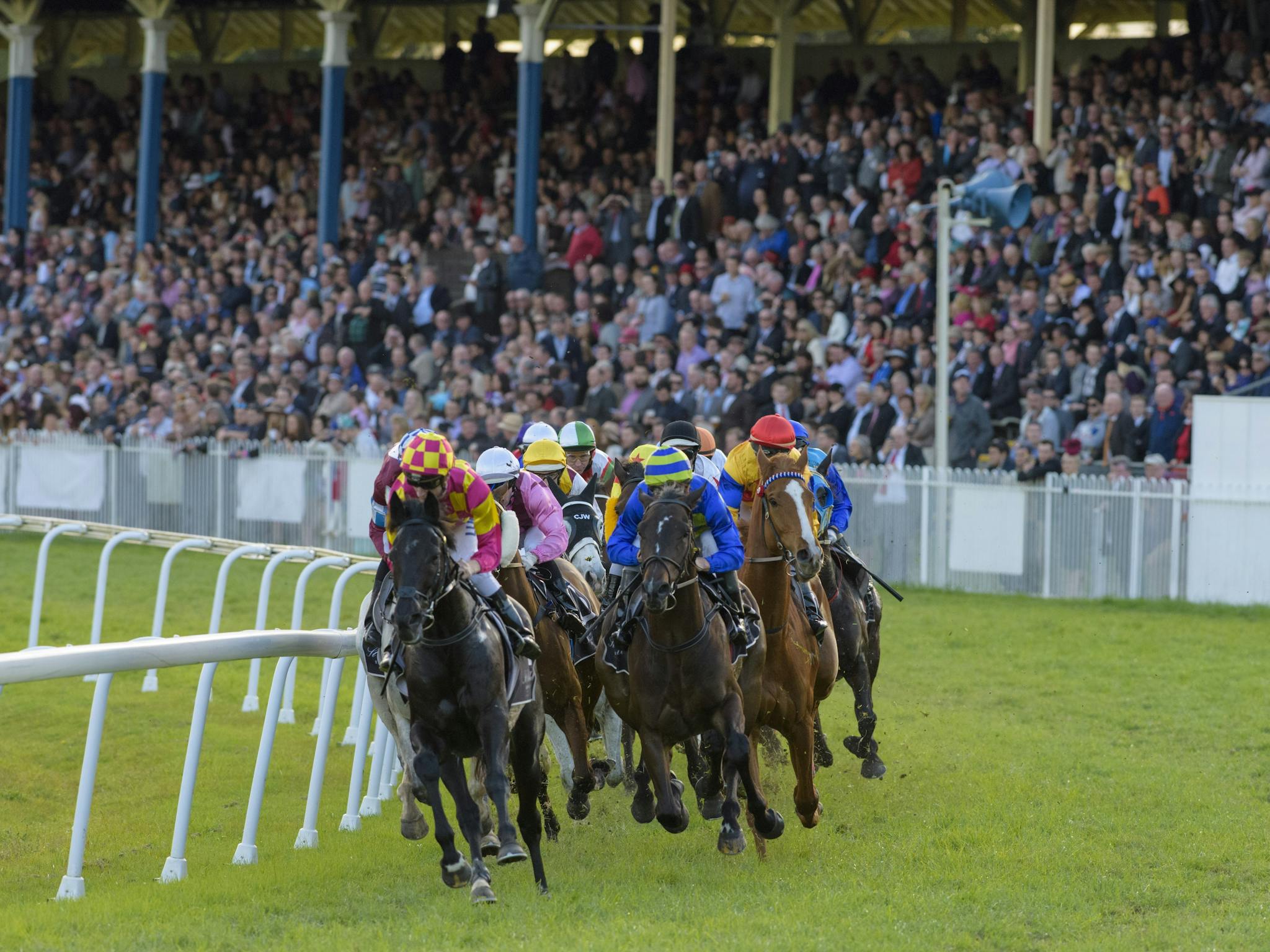 Grafton Cup Crowd and Horses.