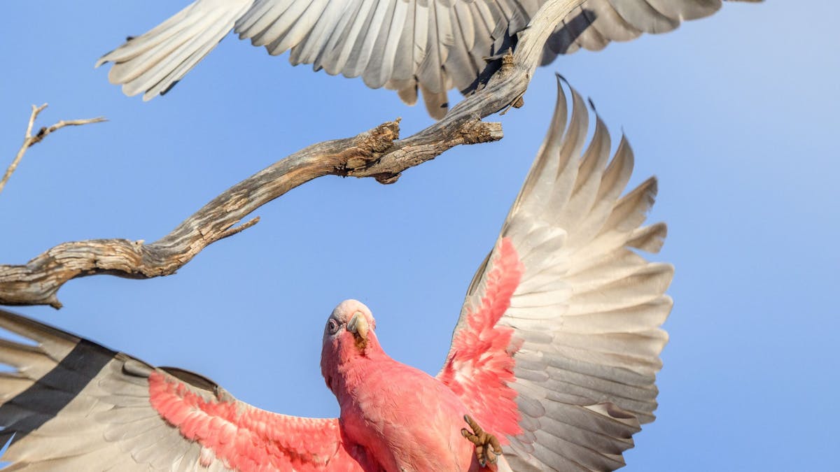 Galah