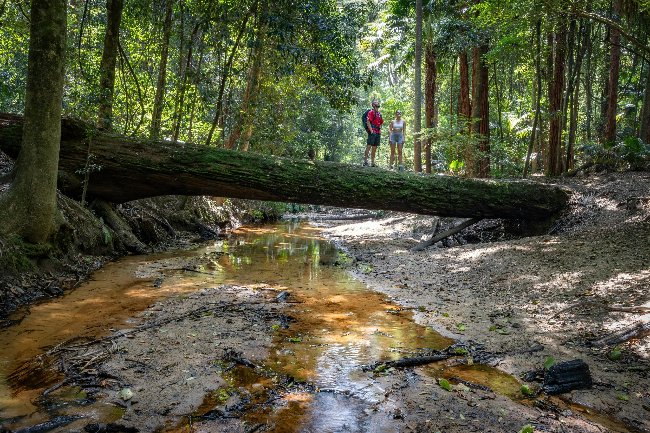 Man standing on fallen log across creek, Strickland State Forest