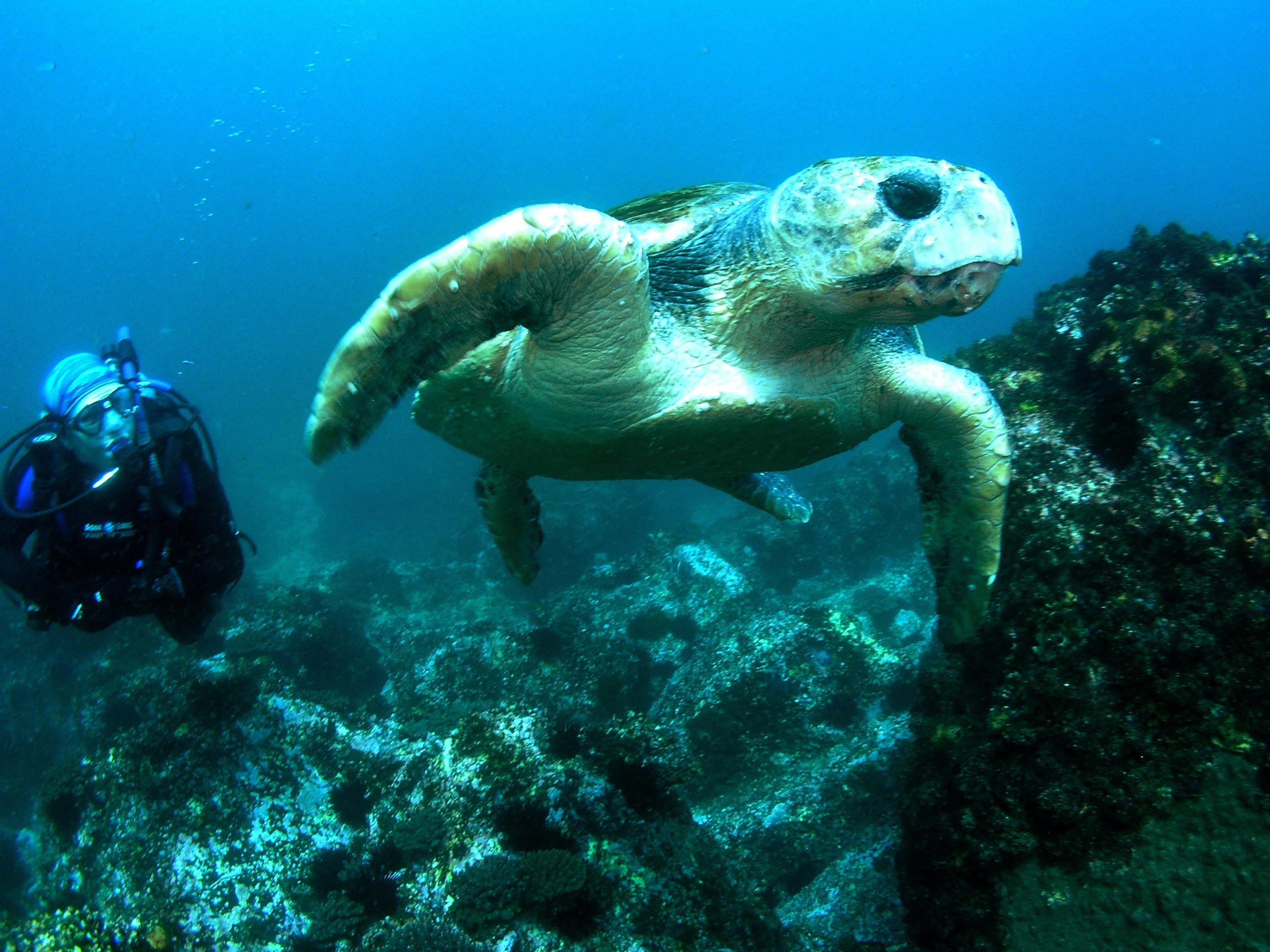 Loggerhead turtle at South Solitary Island