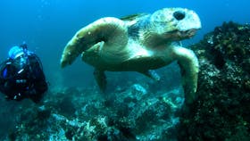Jetty Dive Centre
