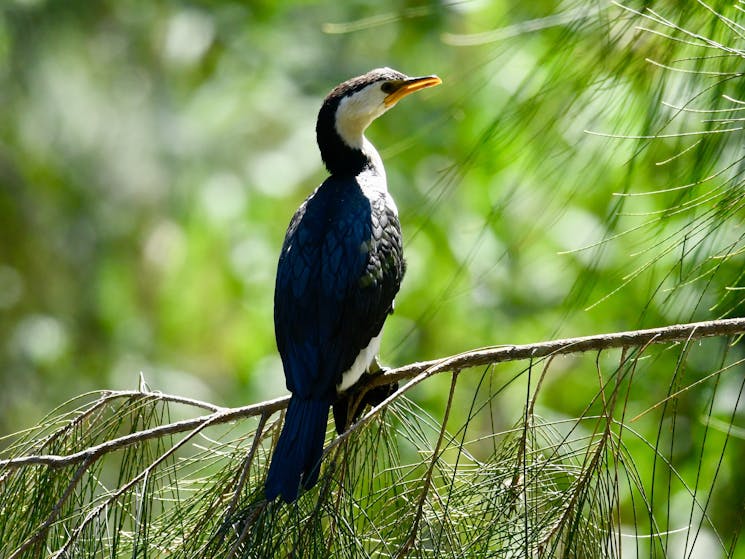 Little Pied Cormorant