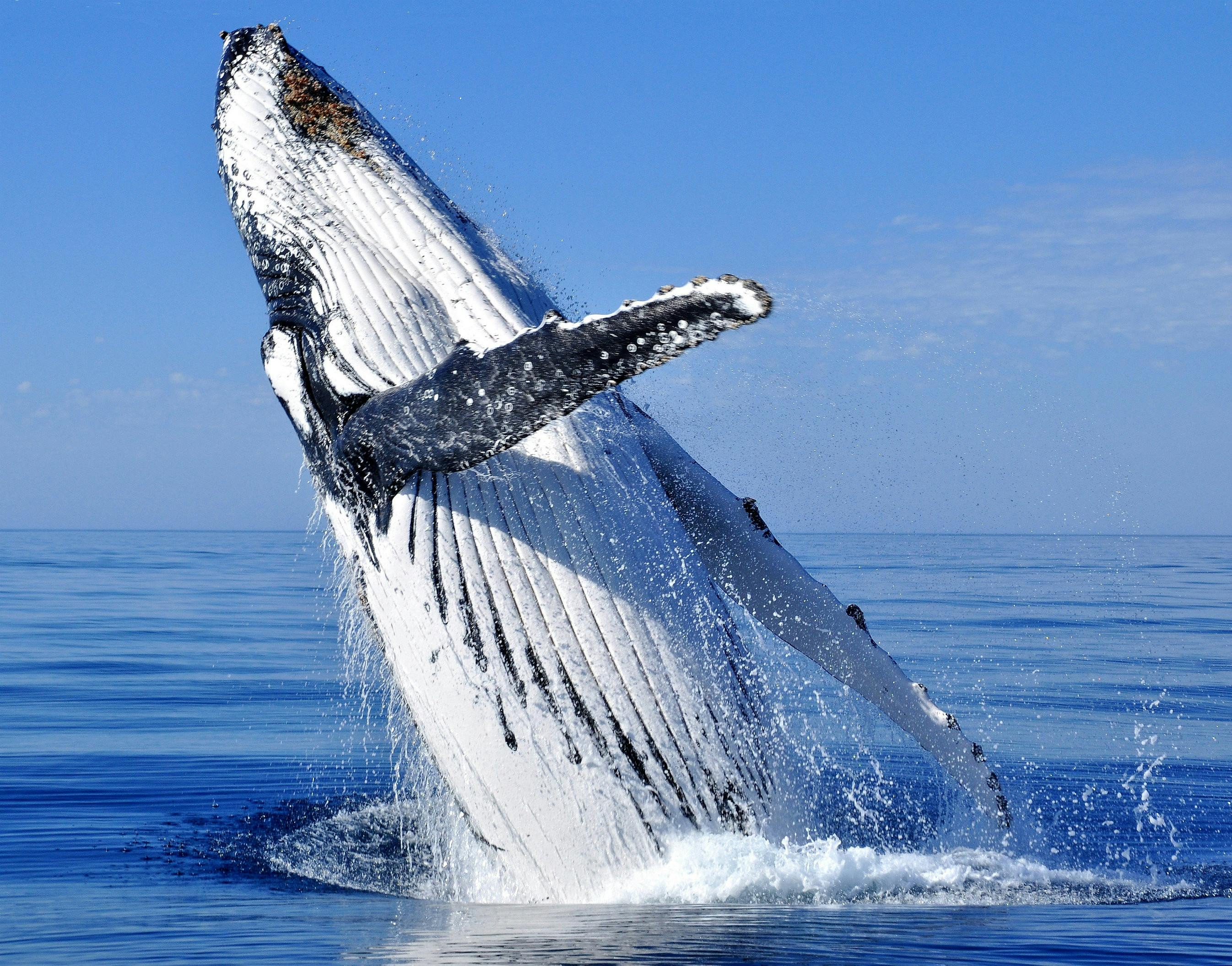 South West and Golden Outback itinerary, Busselton, Western Australia