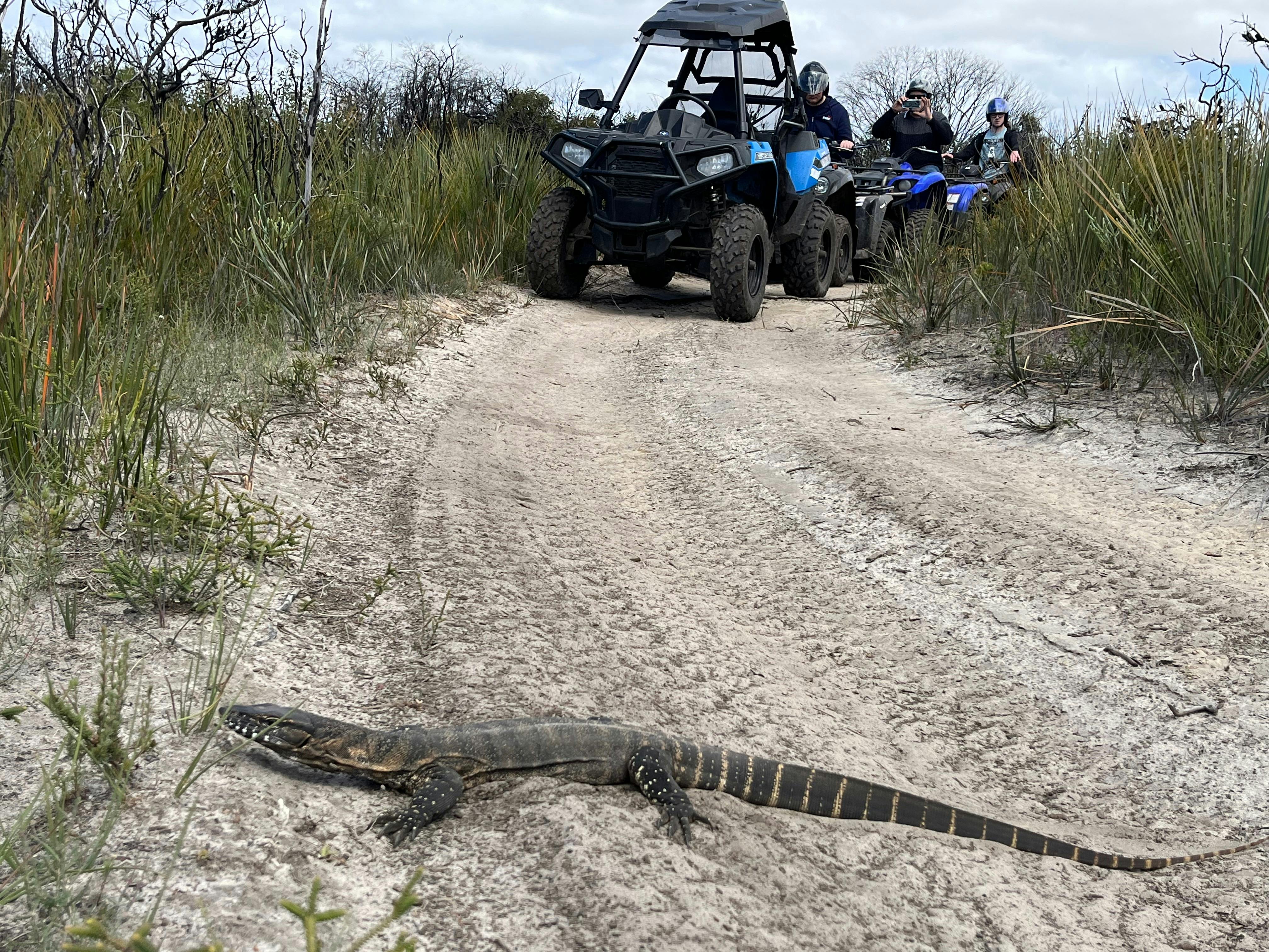 Rosenberg goanna