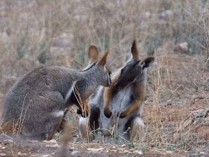 1 Full Day &quot;Central Flinders Highlights&quot; Tour of the Flinders Ran&hellip;