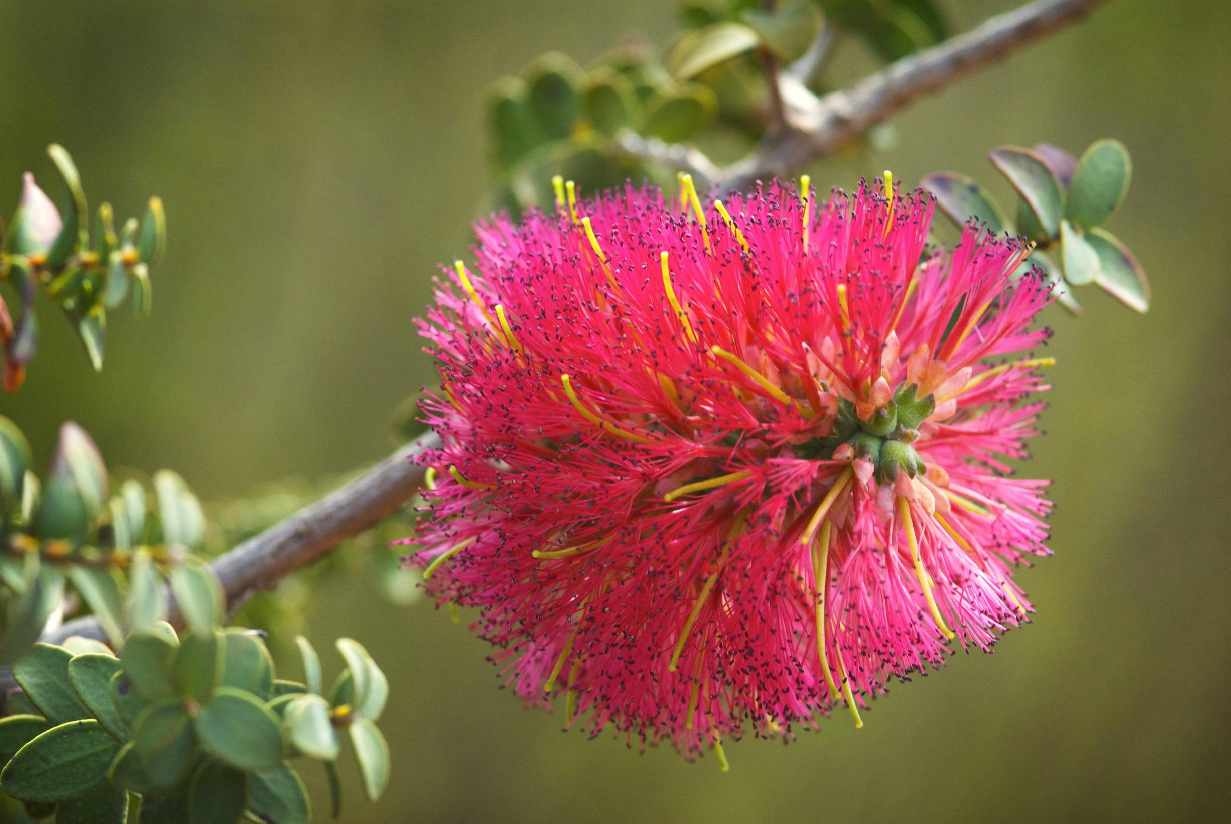 Esperance Wildflower Trail, Ravensthorpe, Western Australia