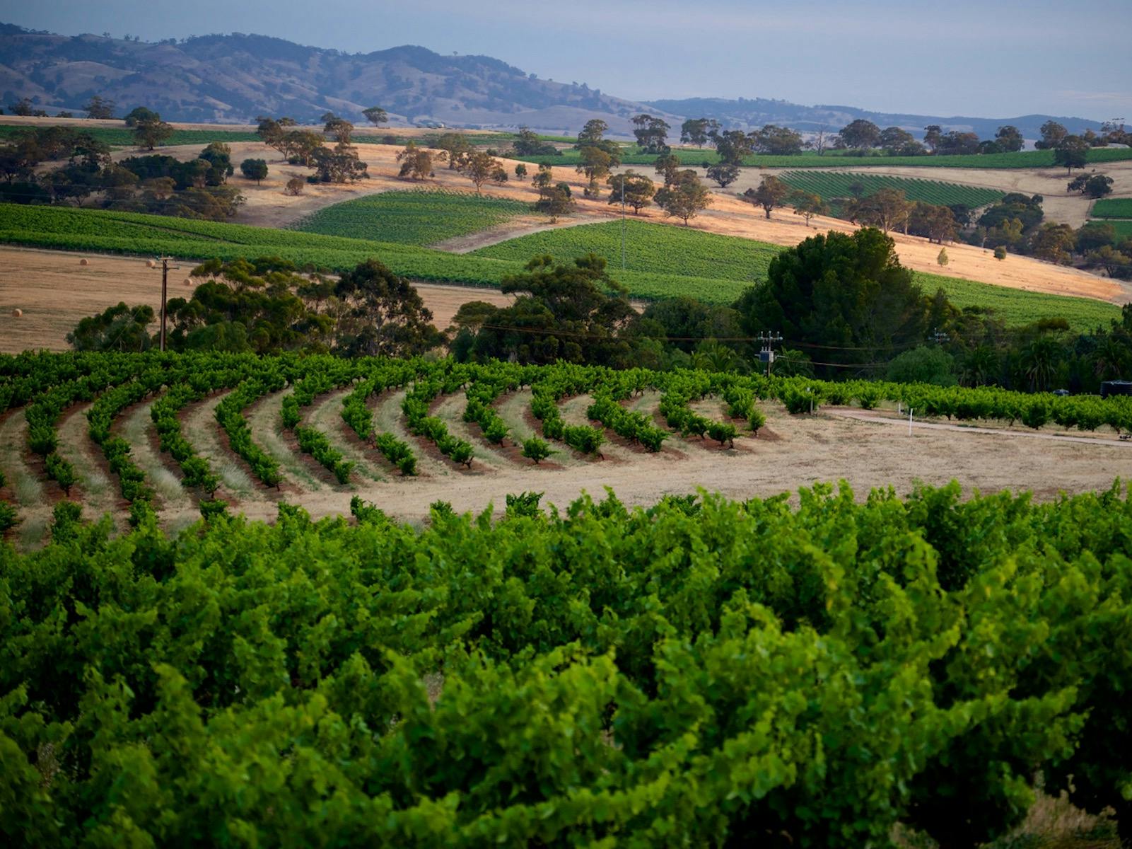 Barossa Heritage Drive