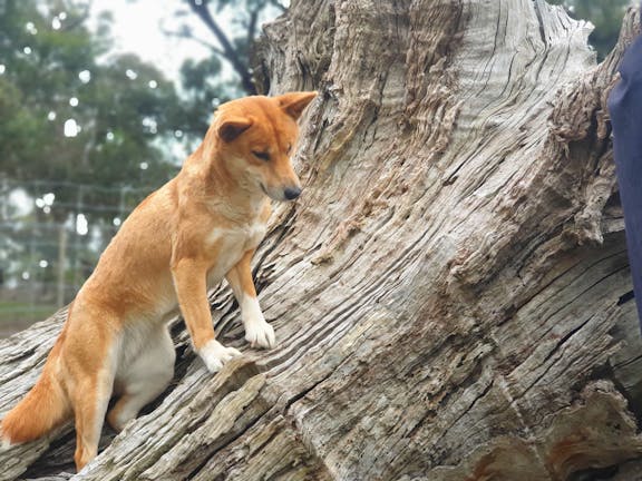 Dingo Discovery Sanctuary and Research Centre