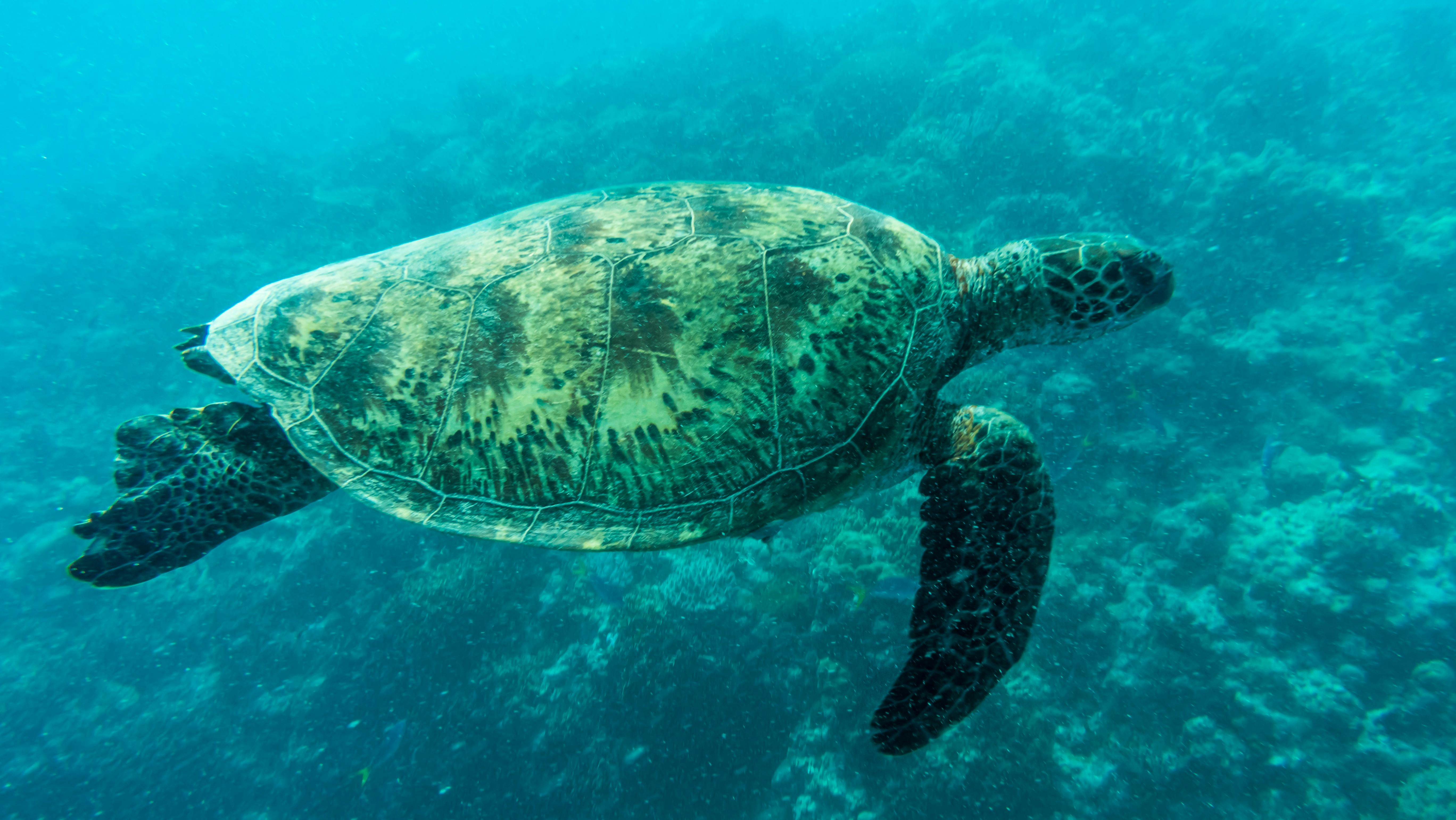 Whitsundays Turtle