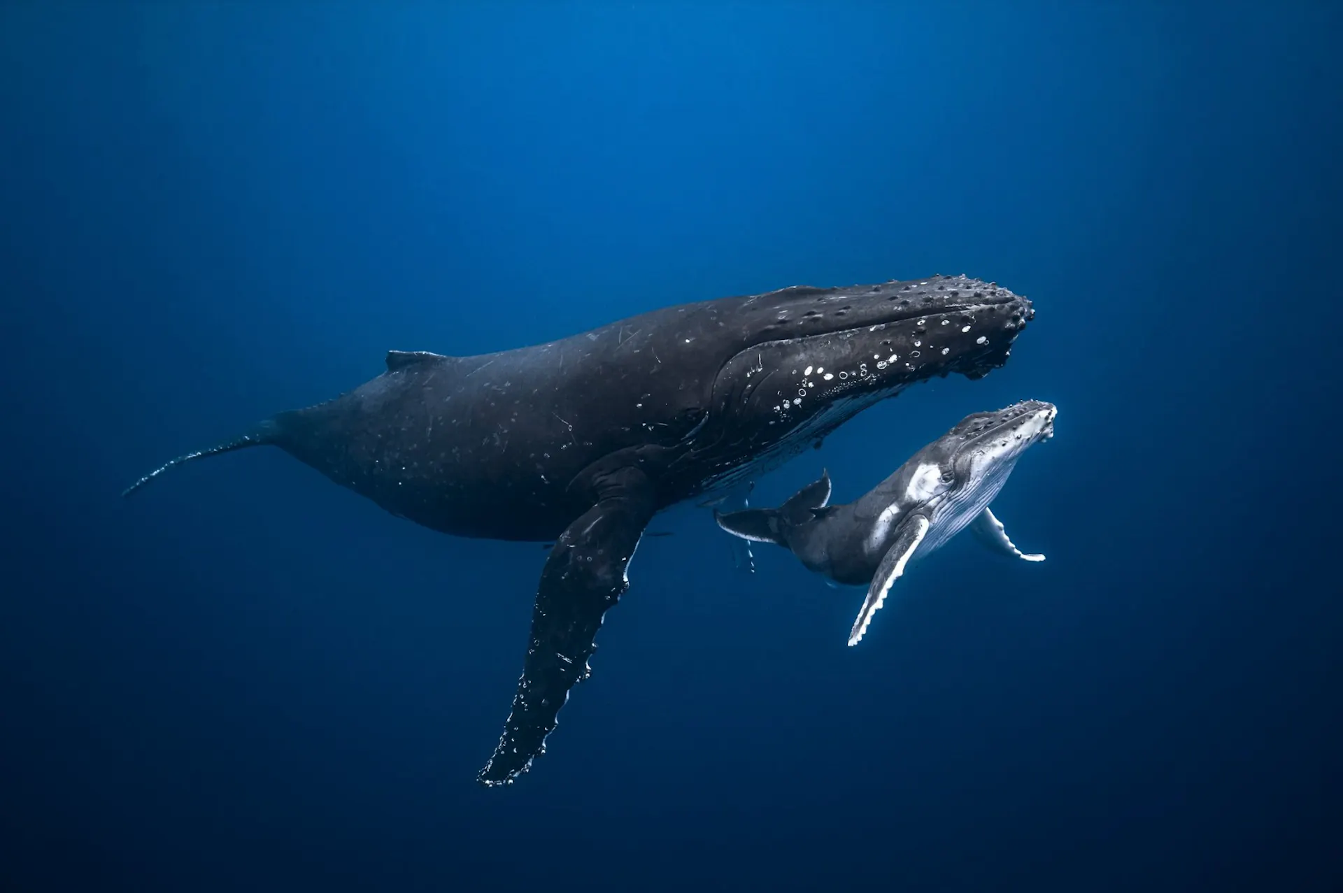 Humpback Whale Mom and Call encounter