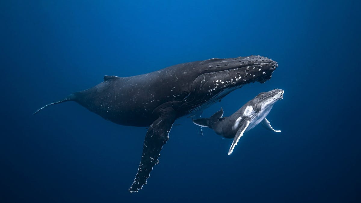 Humpback Whale Mom and Call encounter