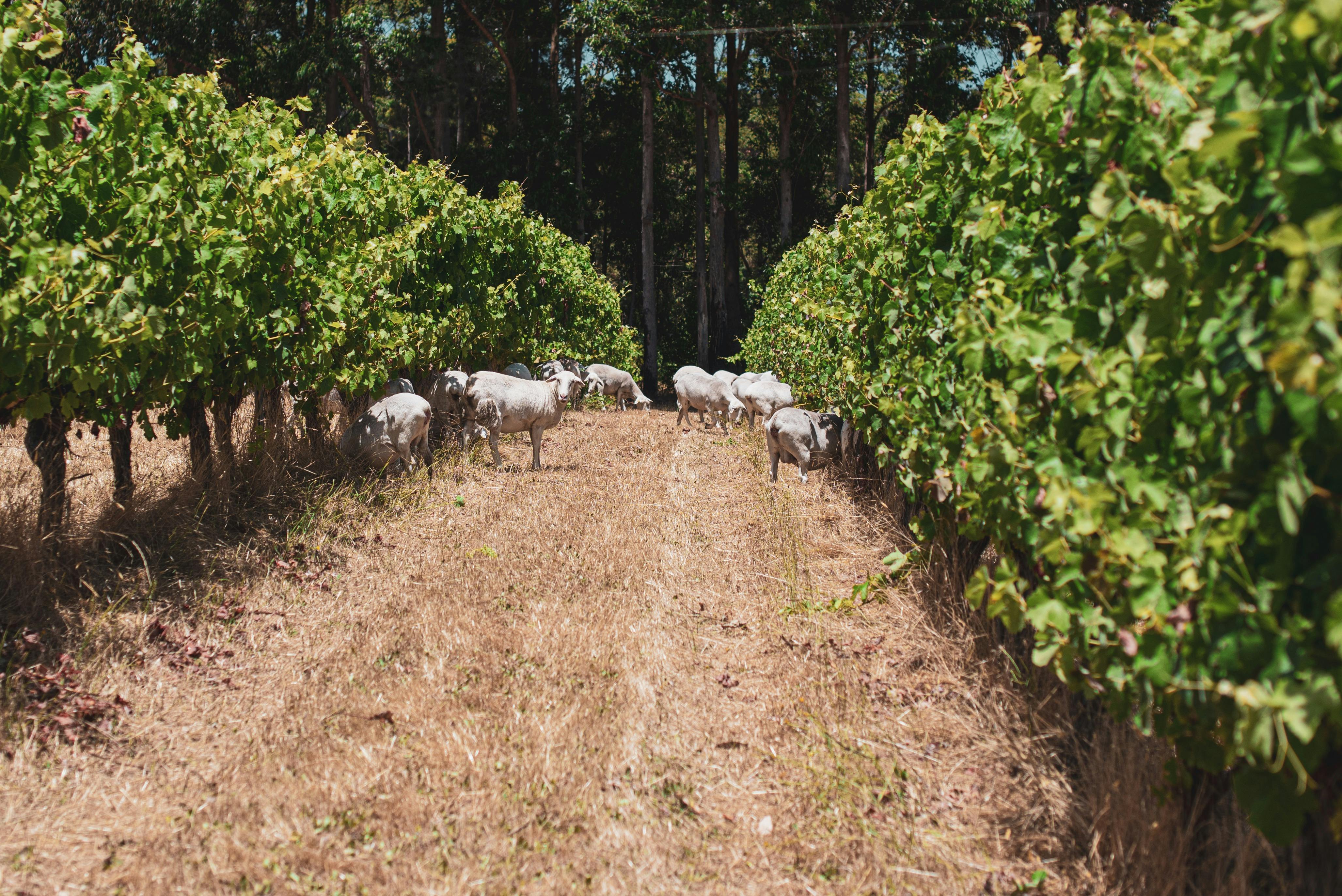 Glenarty Road Wines