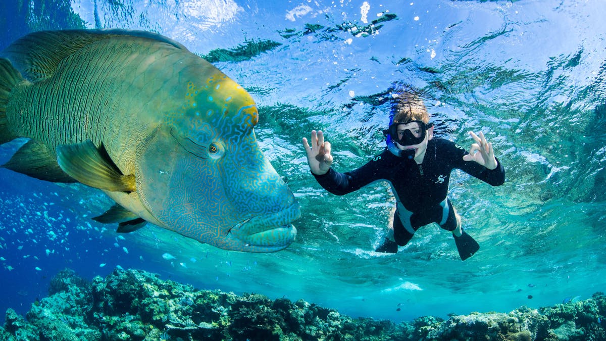Snorkel adventures at healthy and untouched reef locations.