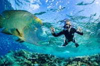 Snorkel adventures at healthy and untouched reef locations.