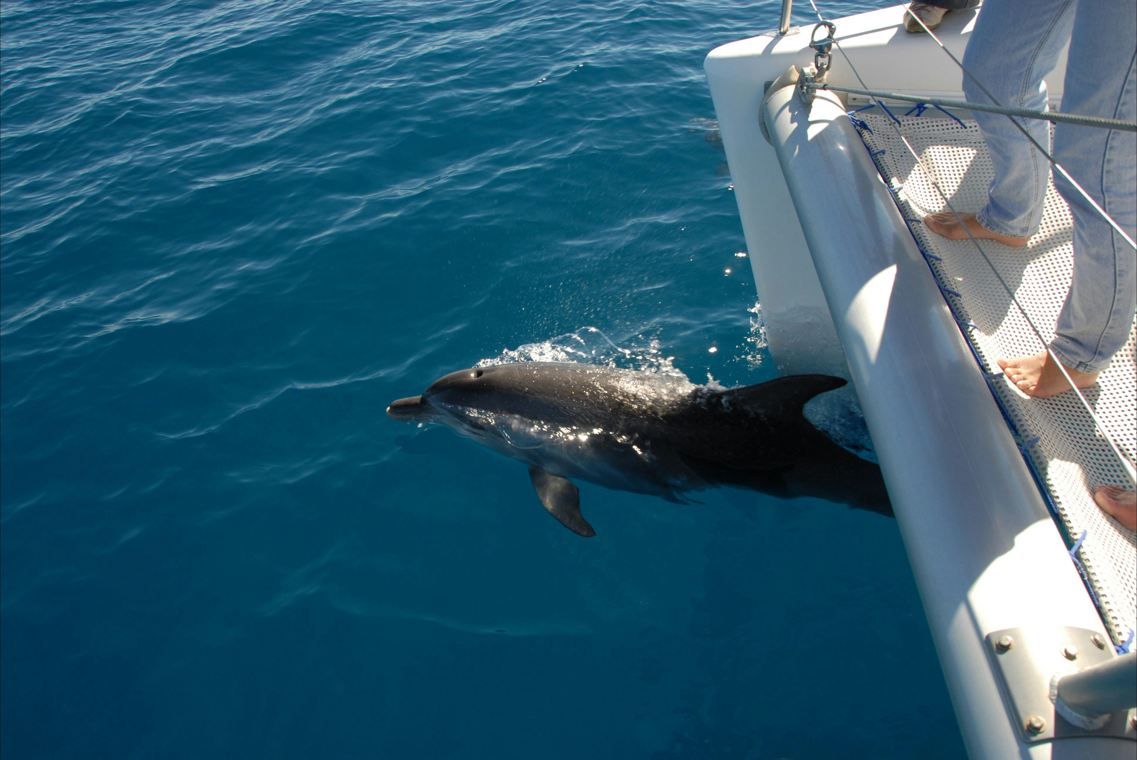 Friendly Bottlenose dolphin bow riding