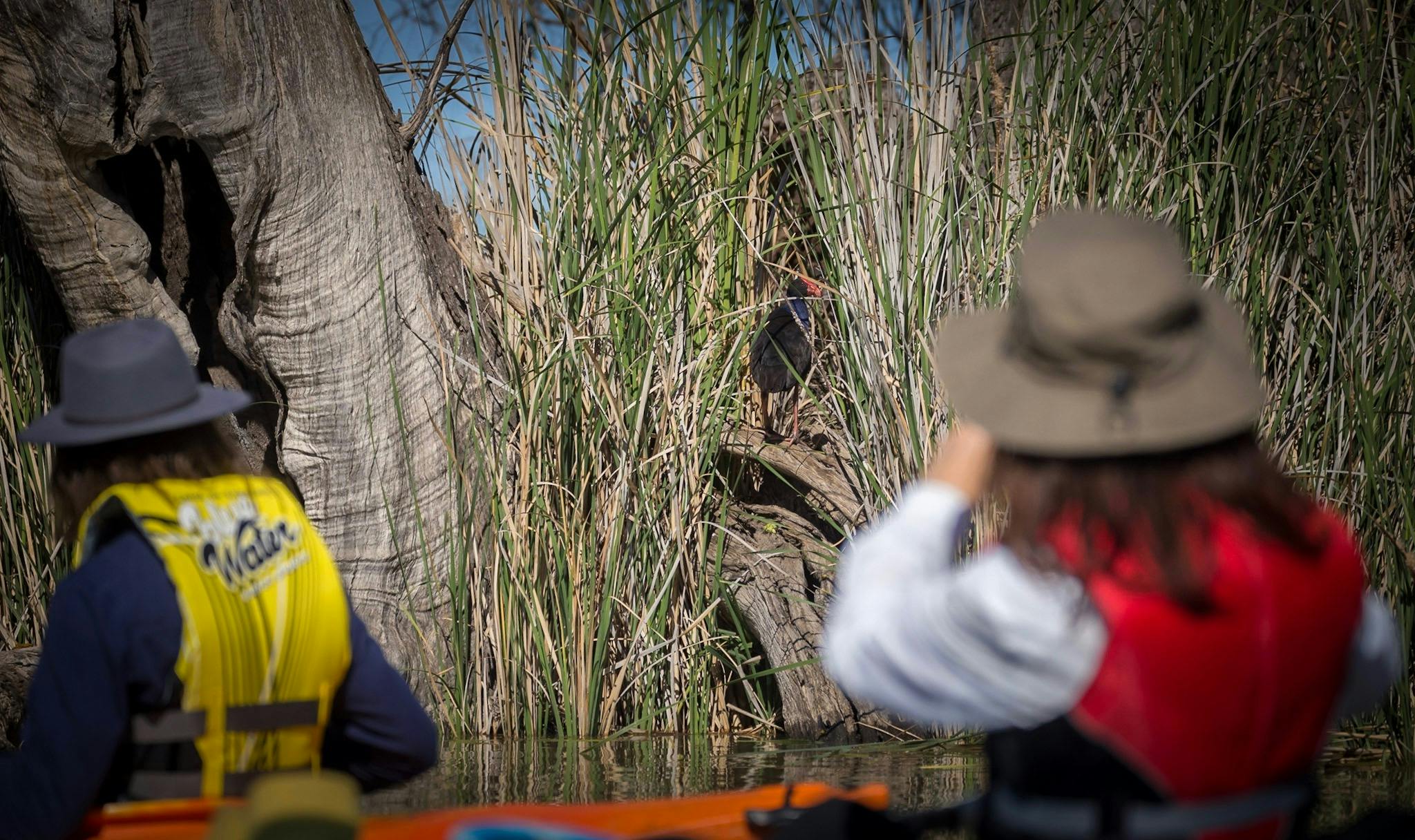 Canoeist birdwatching