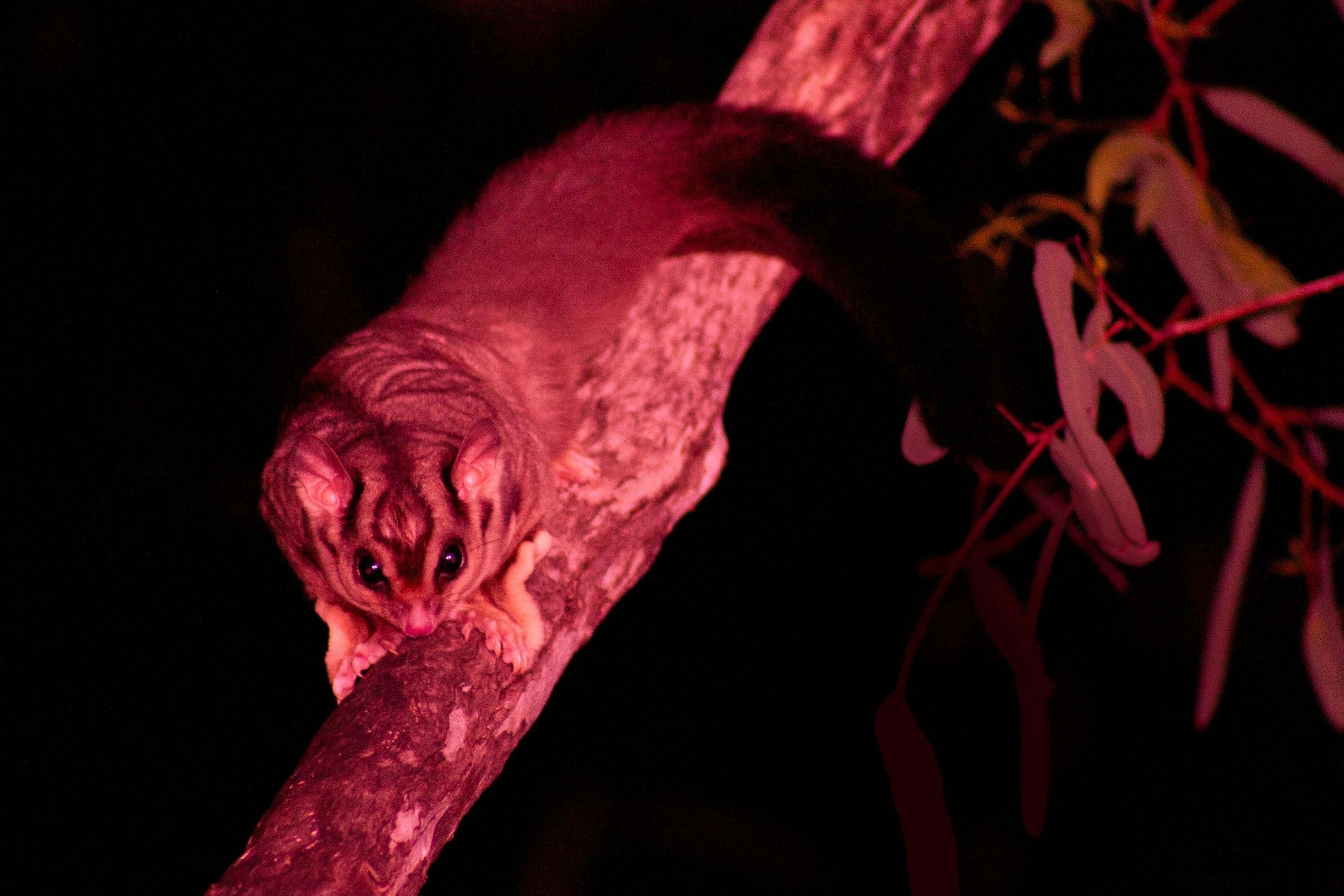 A squirrel glider looks directly at the camera, whilst perching on a branch at Carnarvon Gorge.
