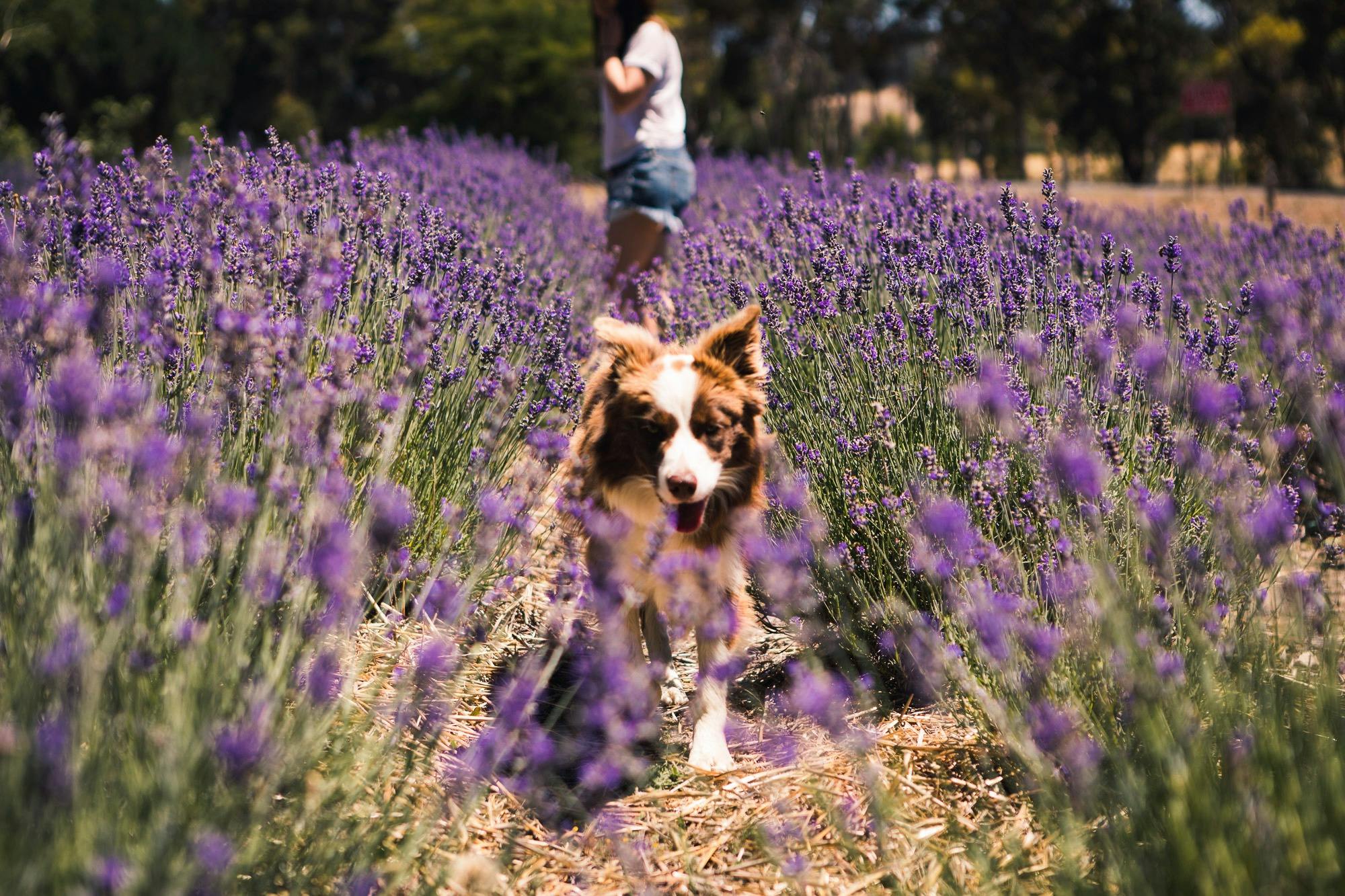 Nannup Lavender Farm Cafe and Campground