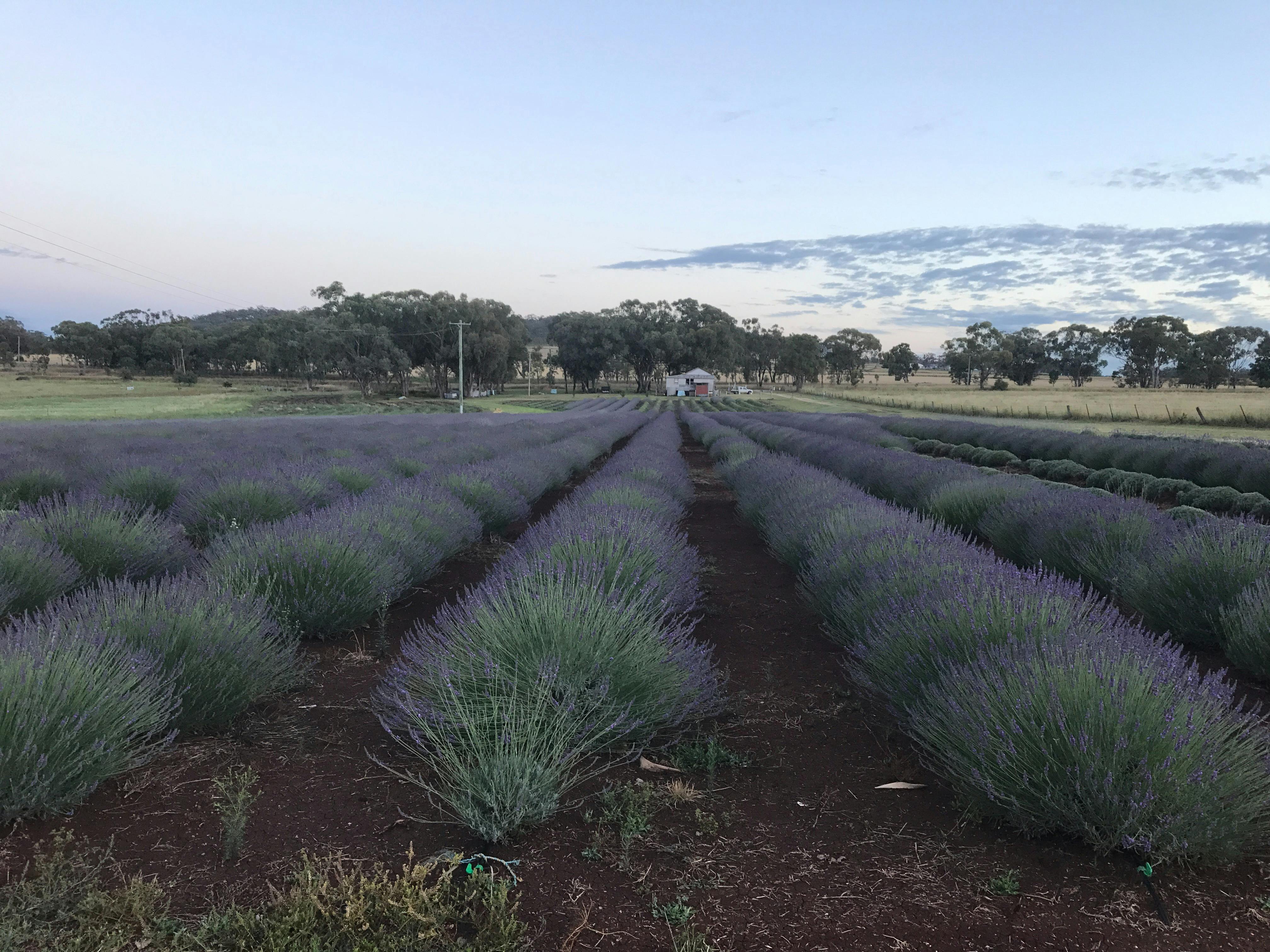 Wyoming Lavender Estate
