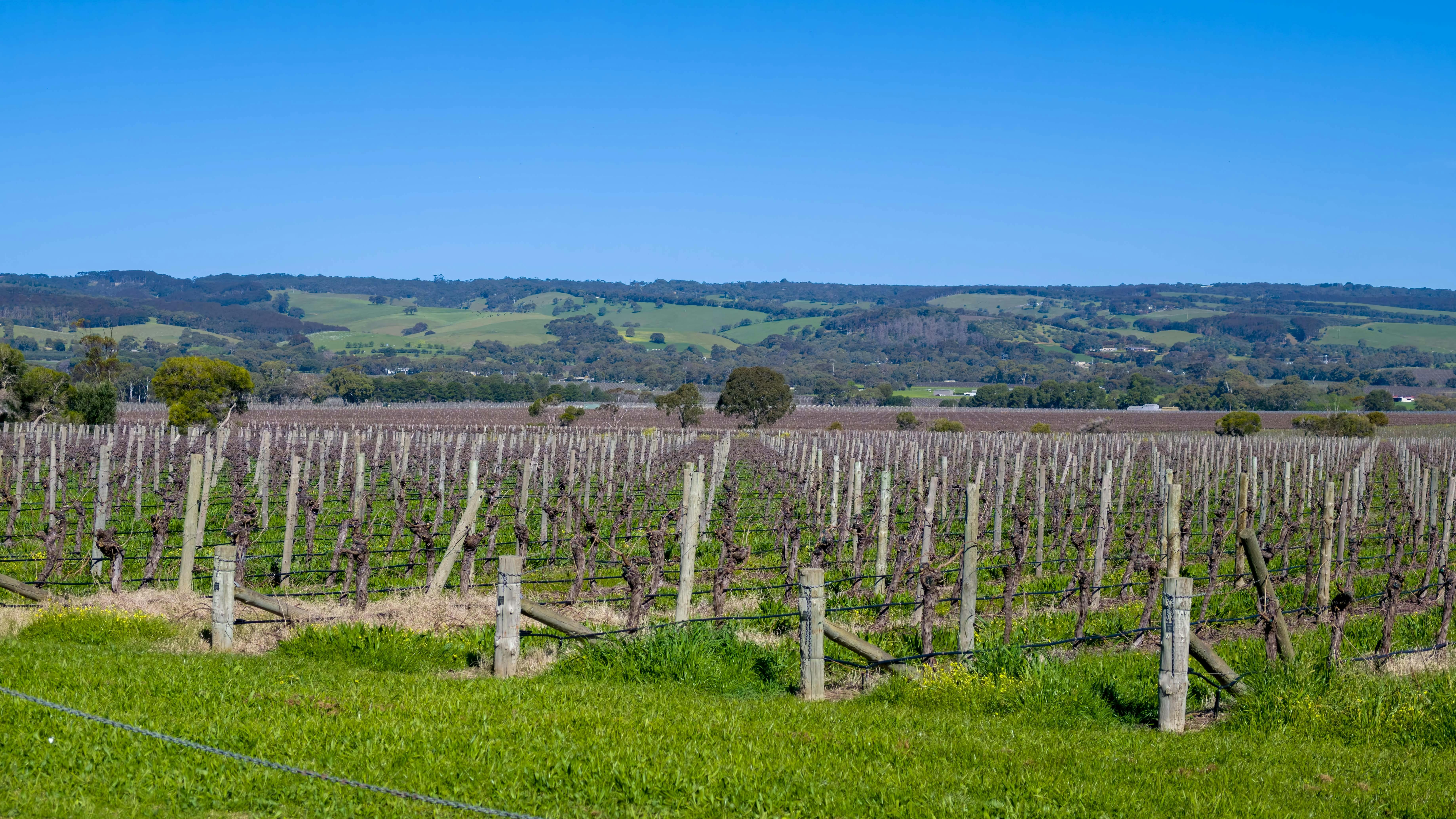 McLaren Vale Italian Winery, South Australia