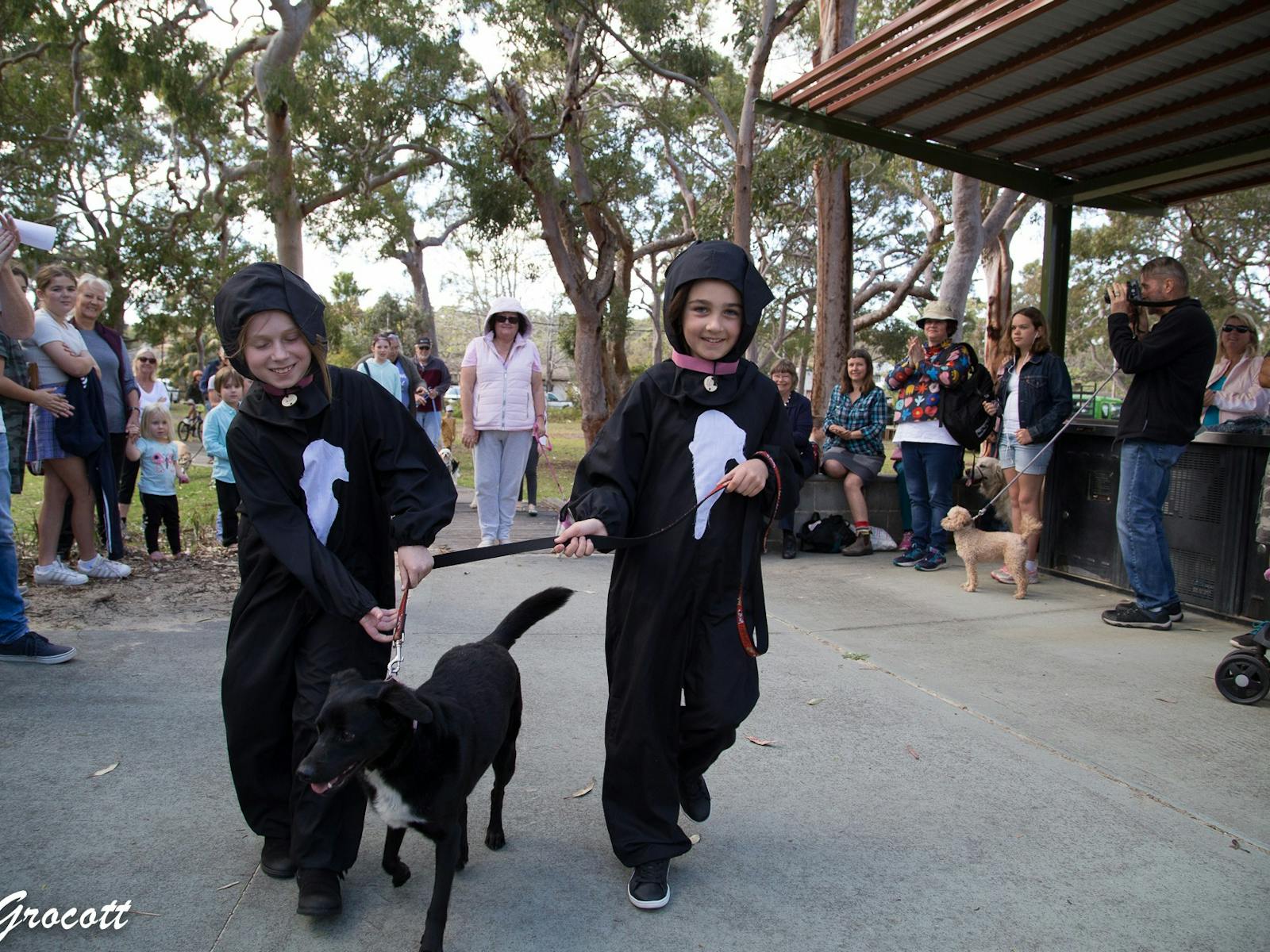 Dog show