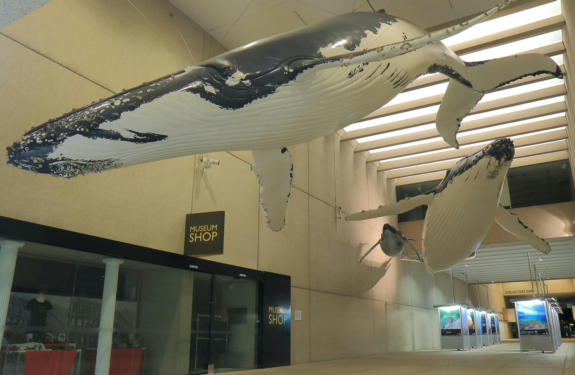 Whales outside the Qld Museum