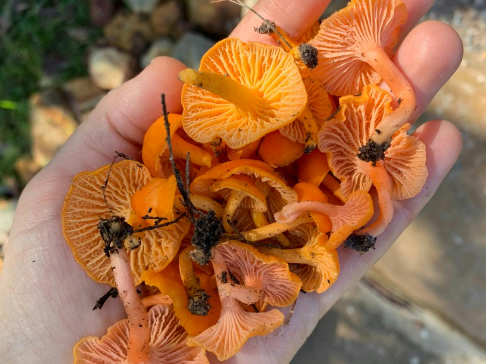 Eine Handvoll kleiner, leuchtend orangefarbener Pilze