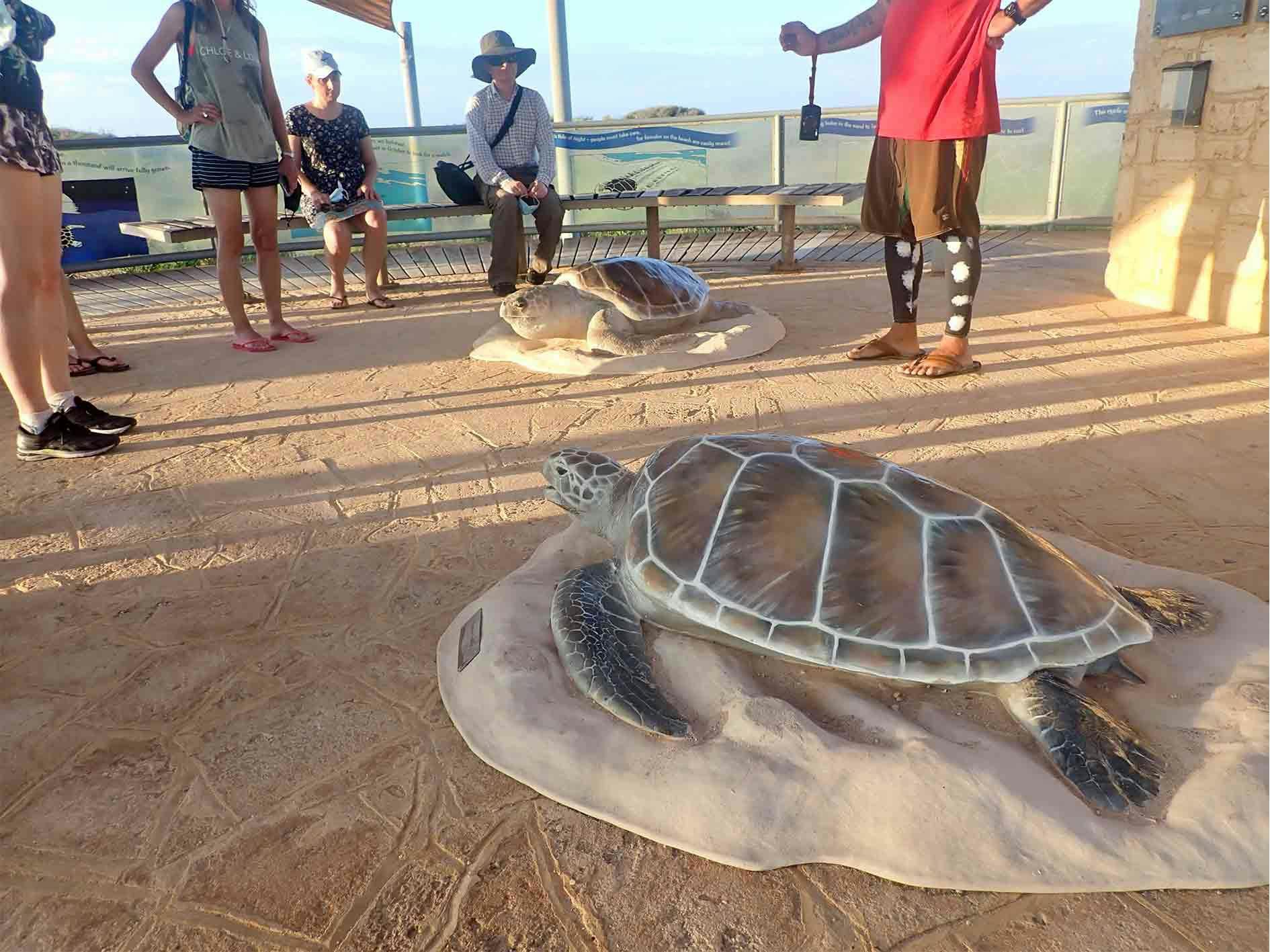 Life size representations of two sea turtles in the foreground, with guests listening to the guide