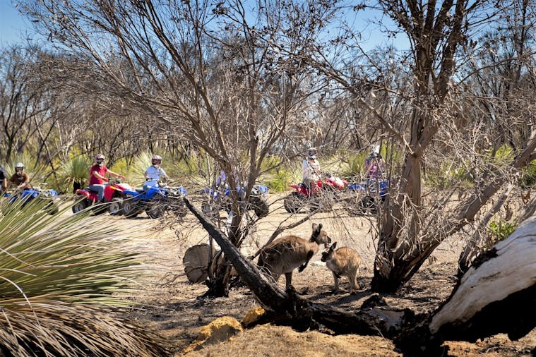 All Terrain Quad Adventure