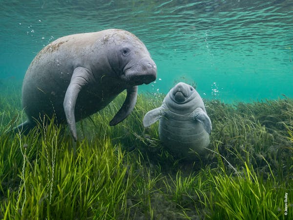 Wildlife Photographer of the Year