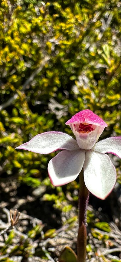 A white and pink flower surrounded by scrub.