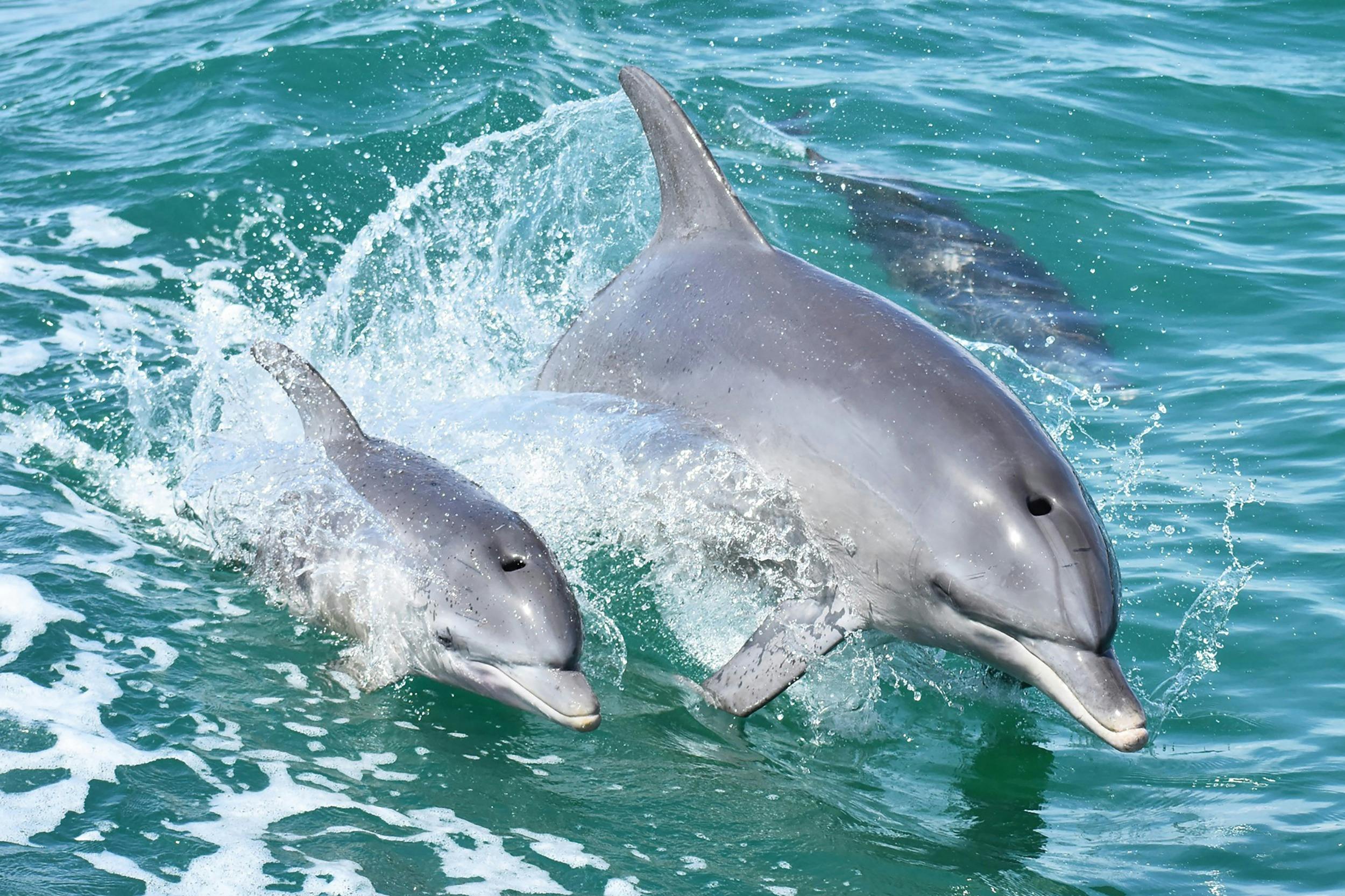 Mandurah Bottlenose Dolophins