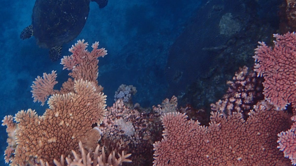 The corals in the Whitsundays are world class The corals in the Whitsundays are world class