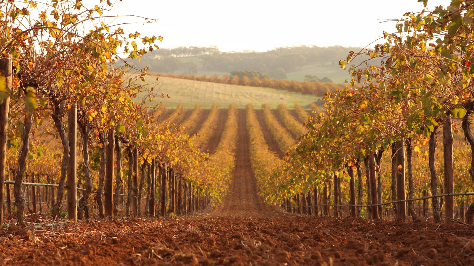 Westlake Vineyards