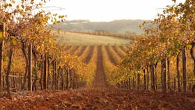 Moppa Vineyard - autumn colours