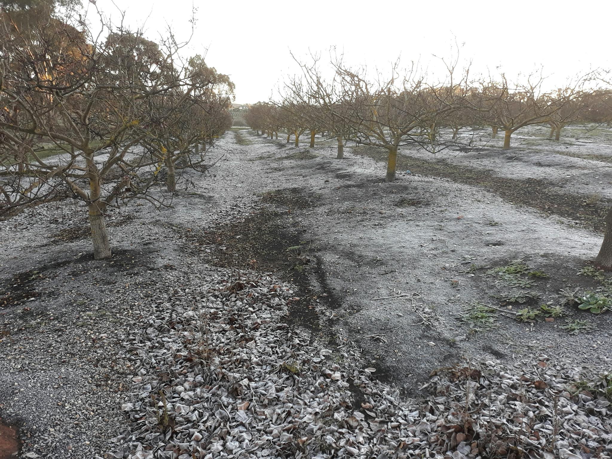 A heavy May frost in the pistachio orchard