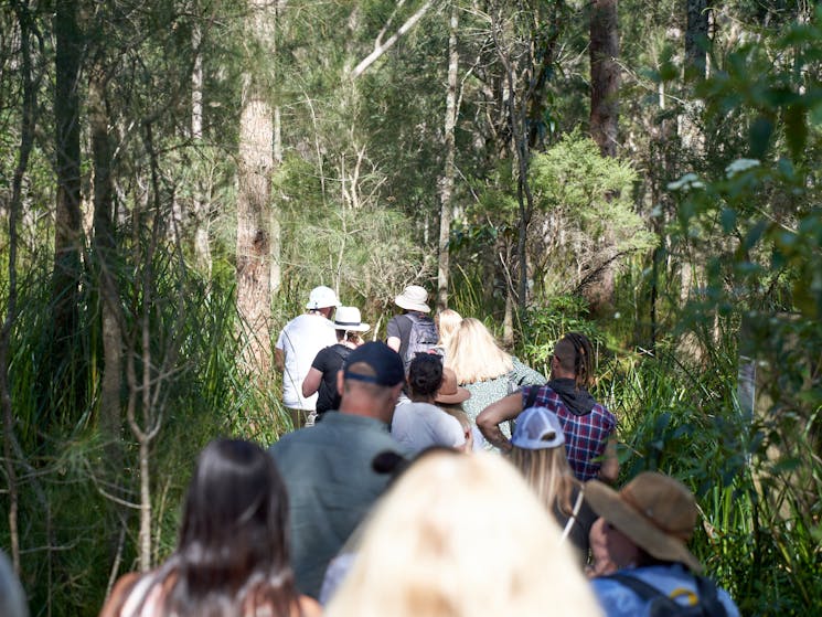 Bushfood and cultural knowledge walk group walking through the bush