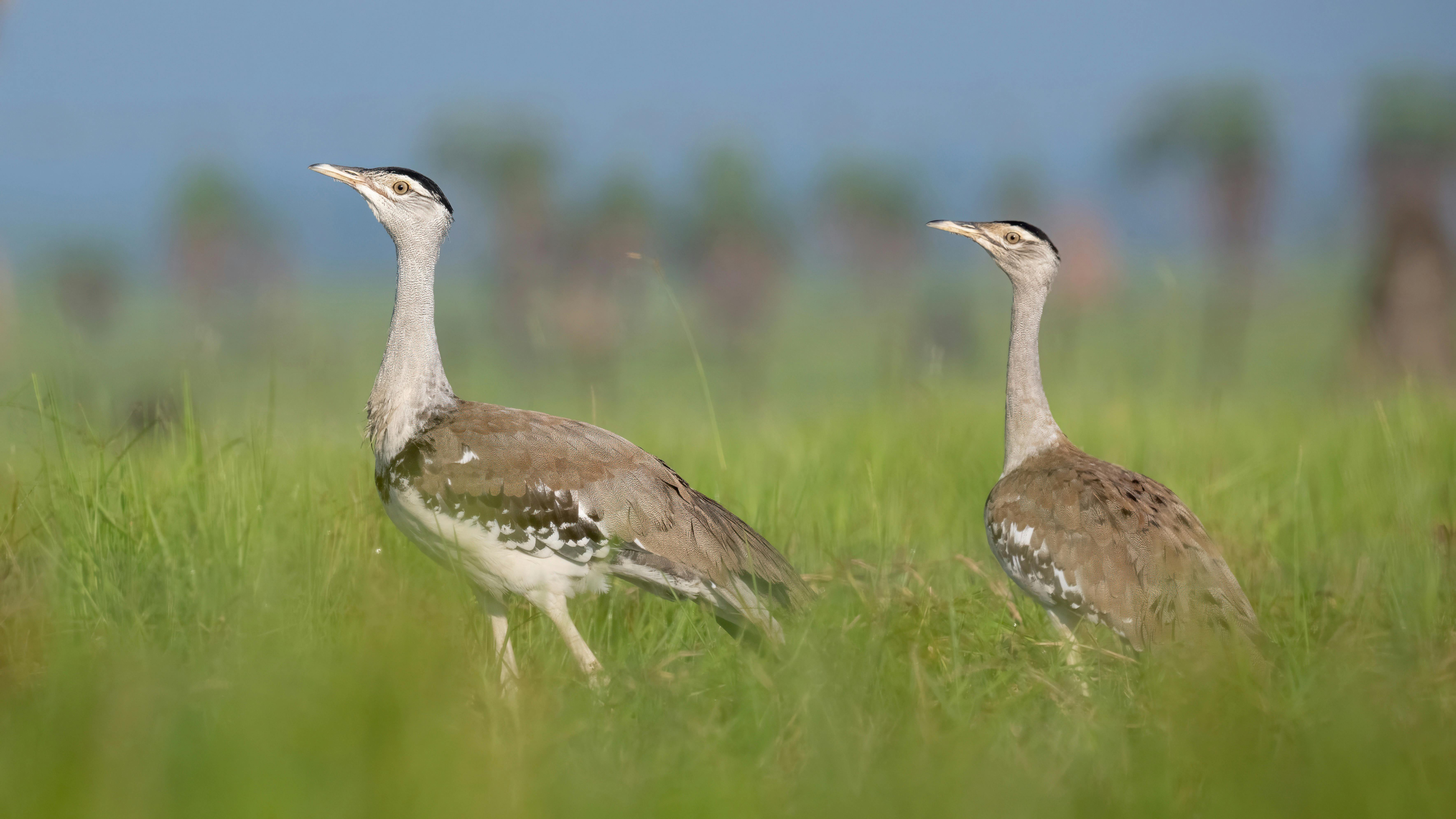 2 plains birds, Bustards