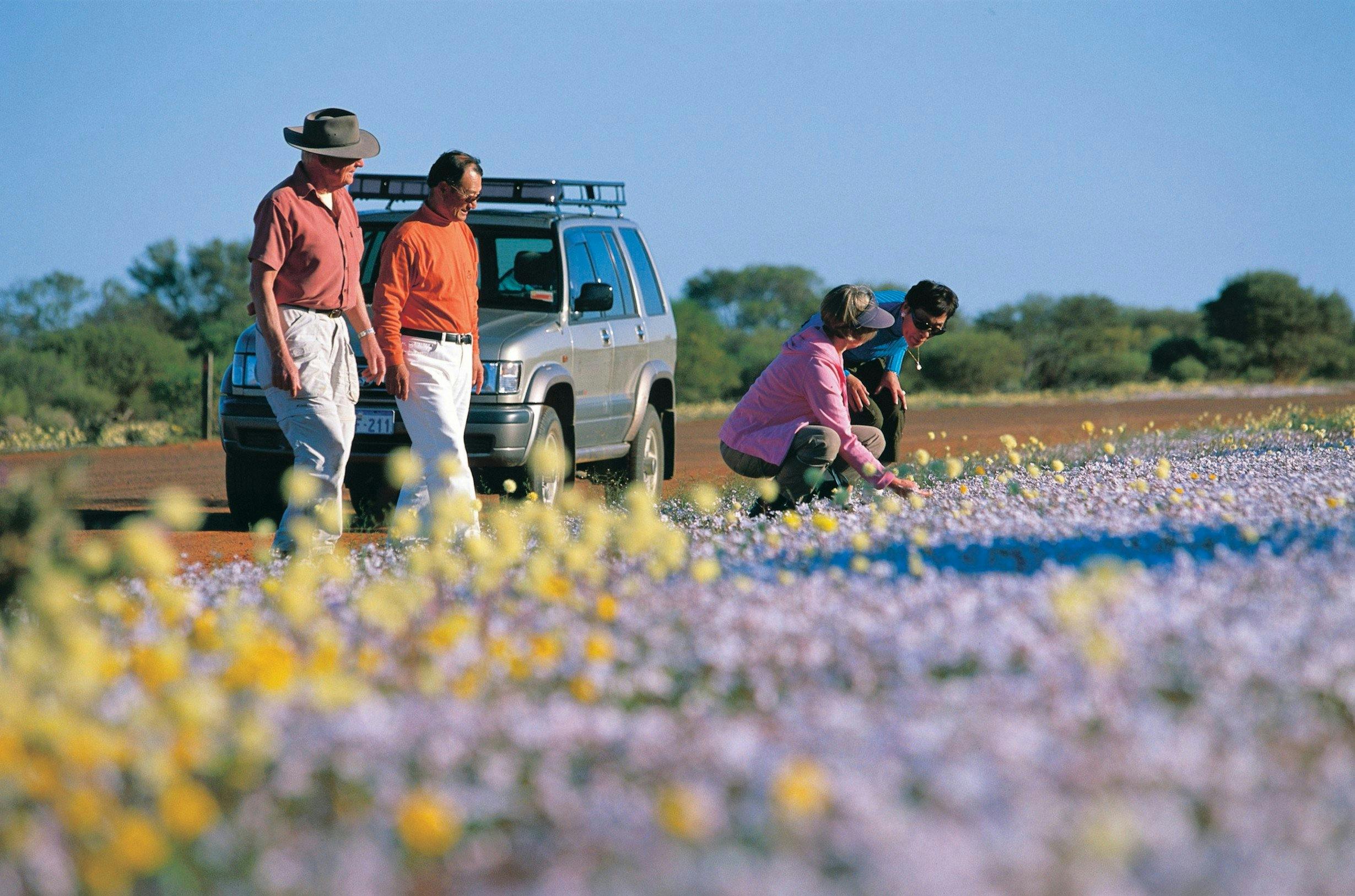 Everlastings Wildflower Trail, New Norcia, Western Australia