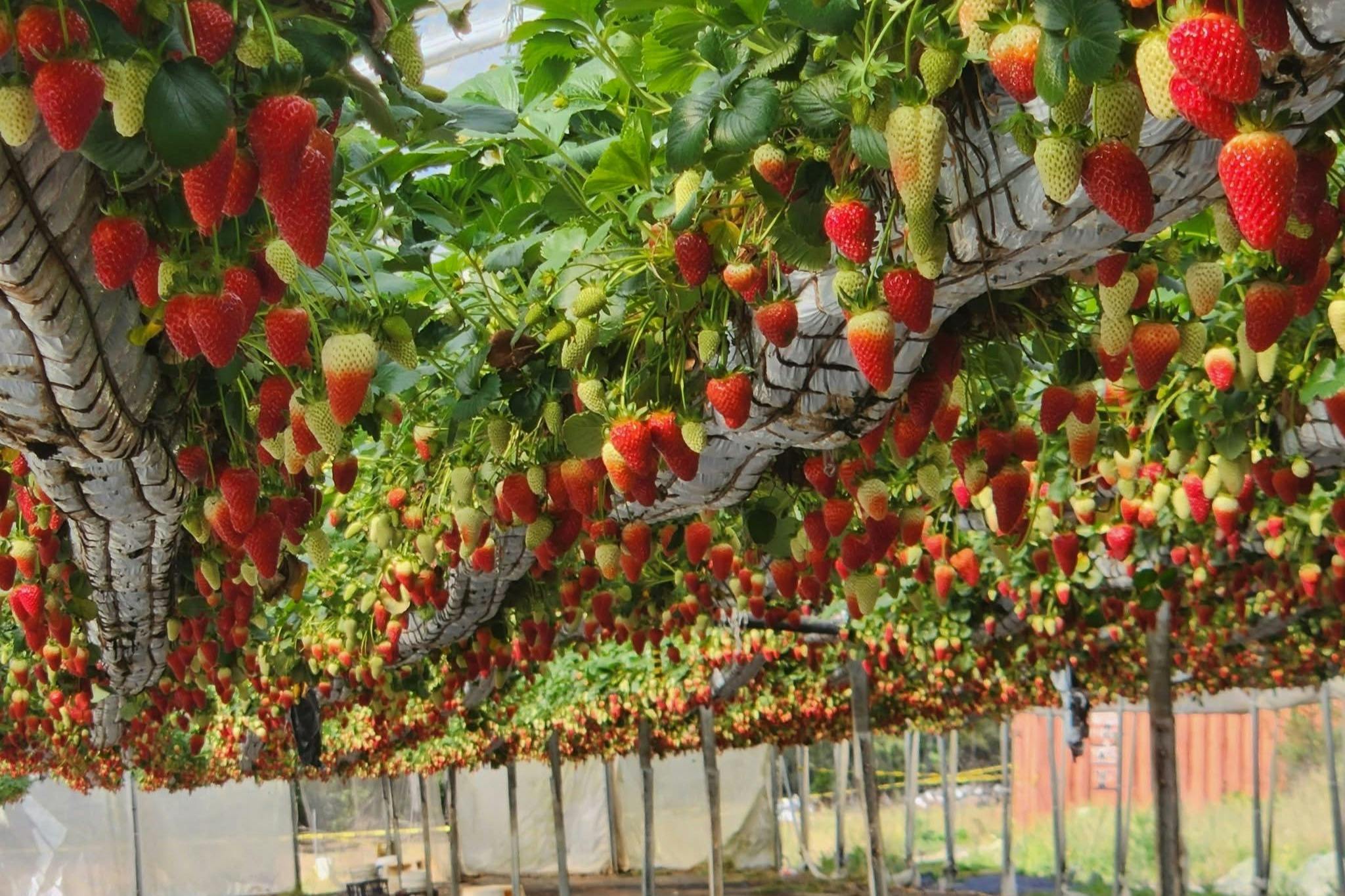 Reihen von Erdbeeren