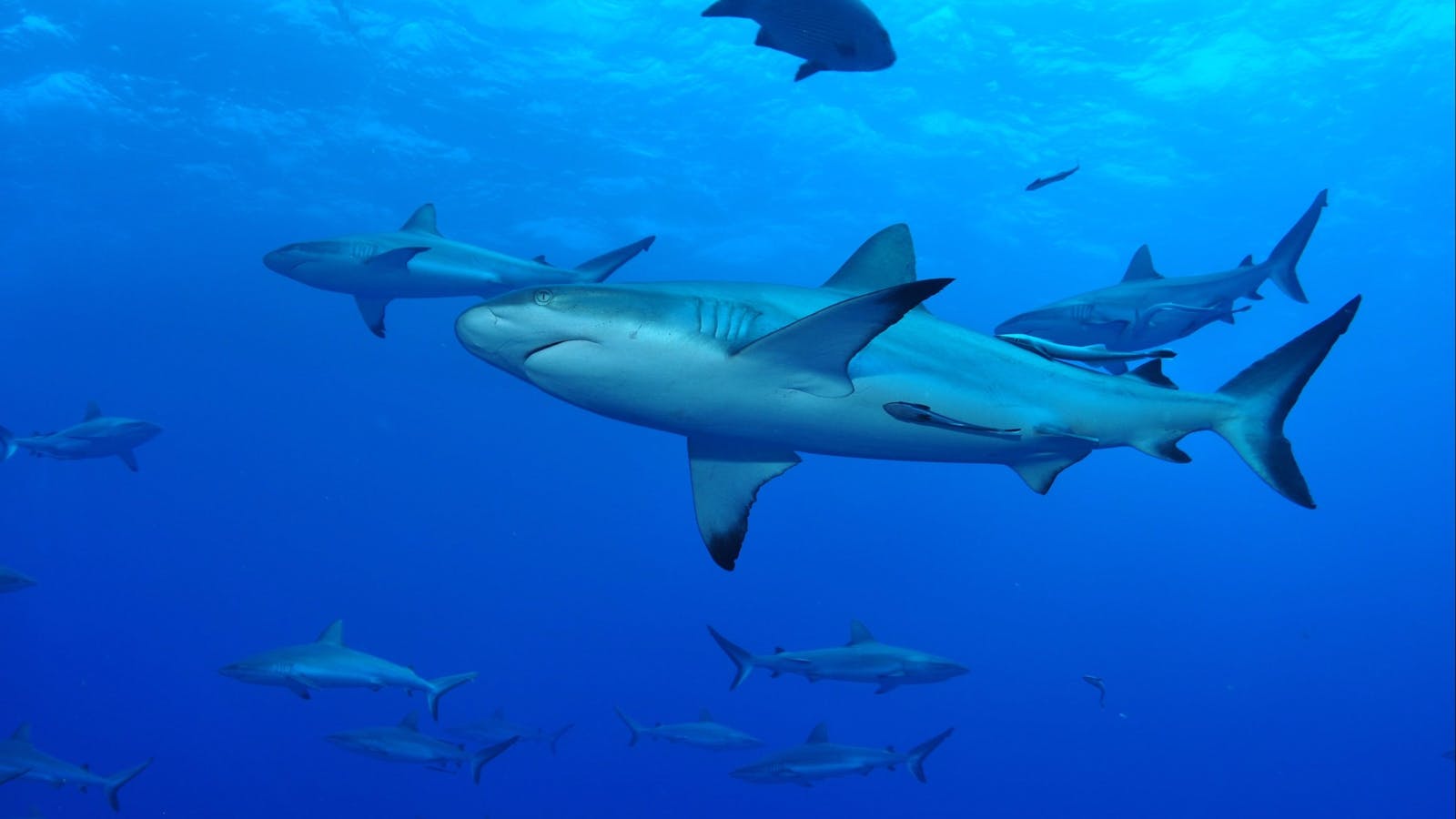 North Horn Dive Site