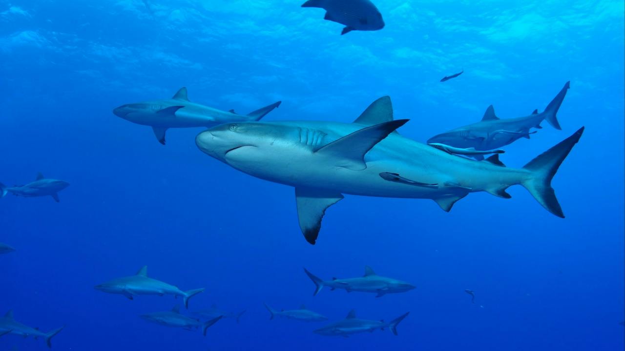 North Horn Dive Site