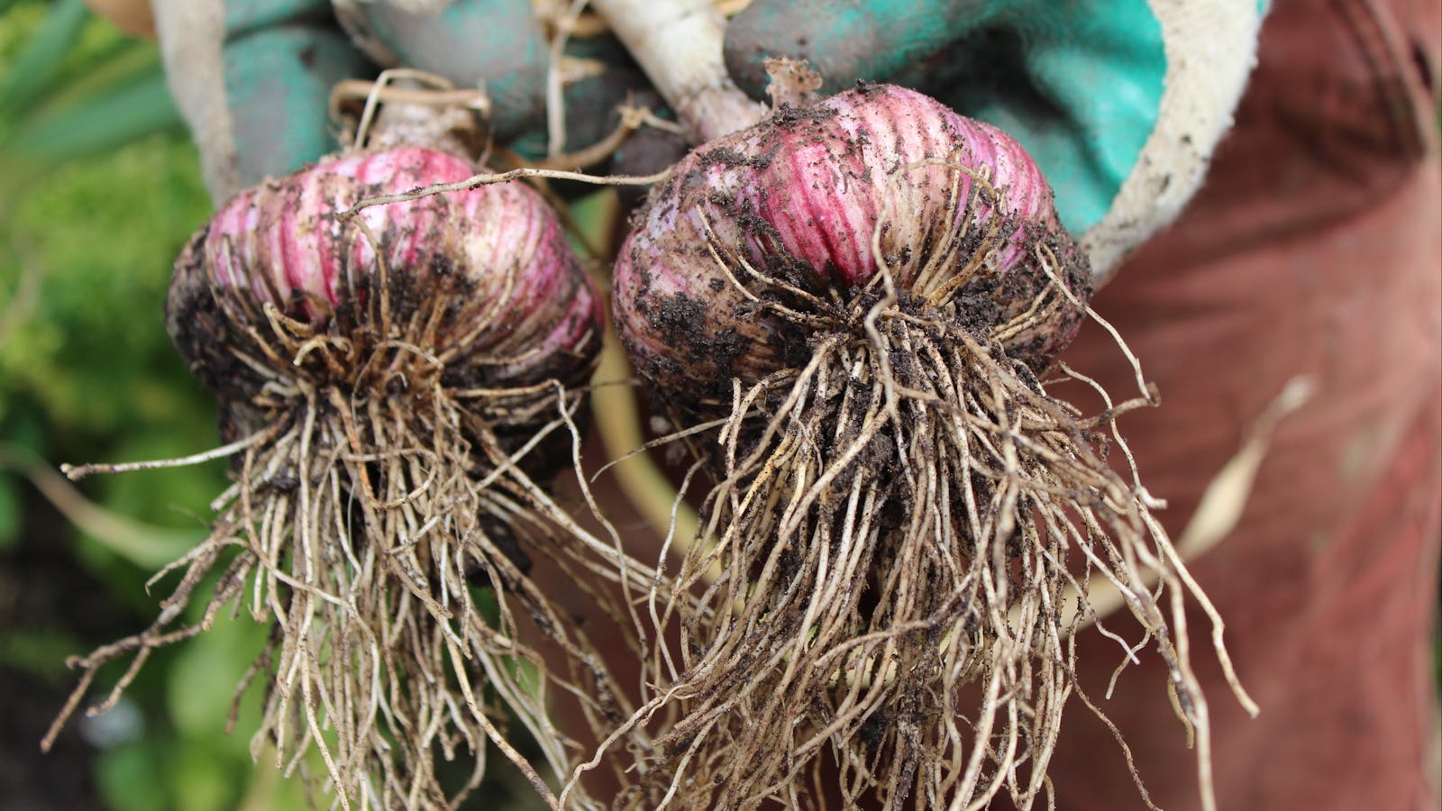 Koonya Garlic Festival