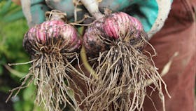 Garlic grown in Koonya by Amanda Jane Davies & Colin Langridge