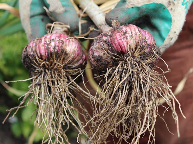 Garlic grown in Koonya by Amanda Jane Davies & Colin Langridge