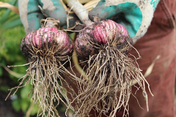 Koonya Garlic Festival