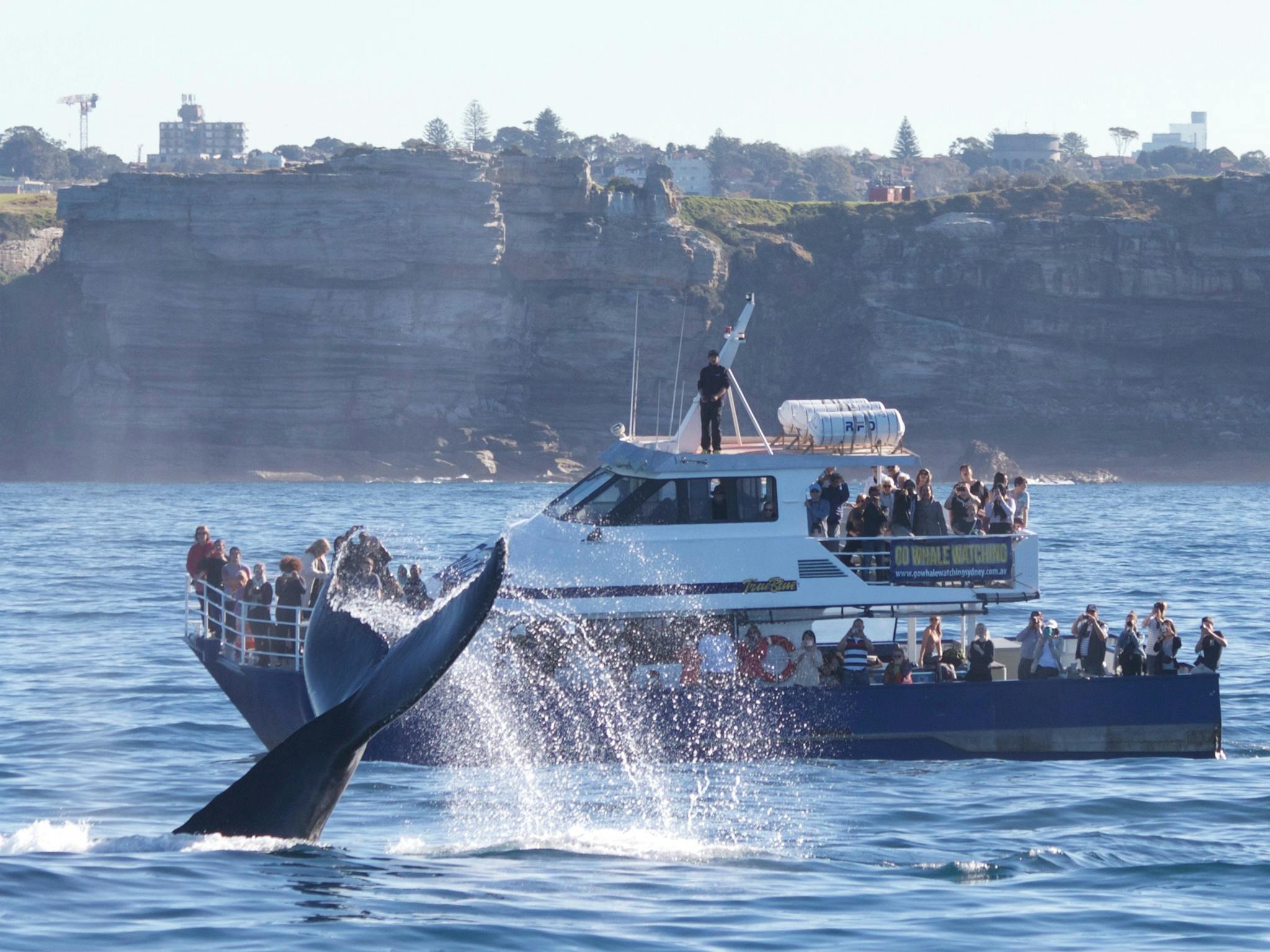 whale watch cruise sydney harbour