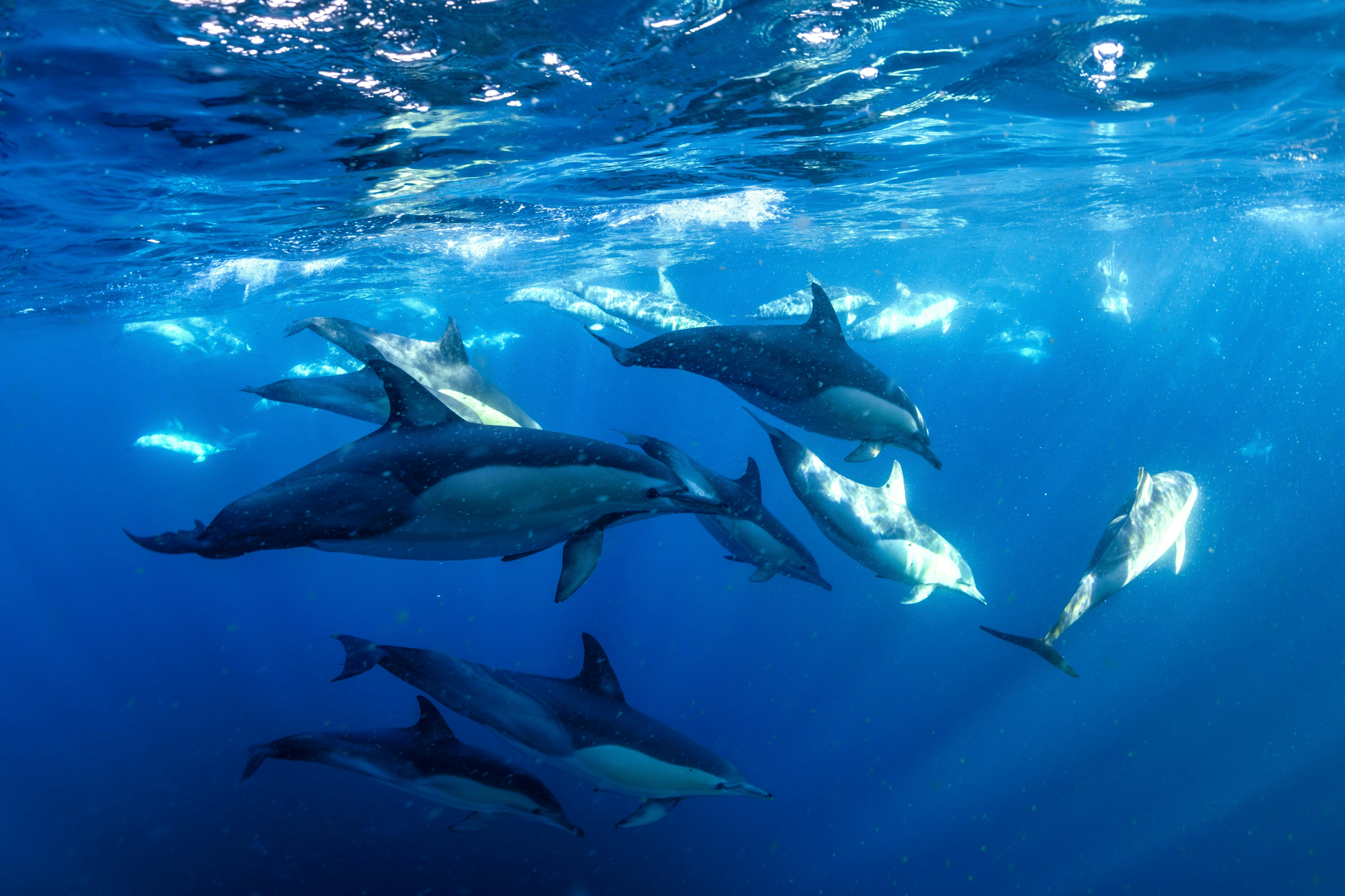 Dolphins swimming in blue water