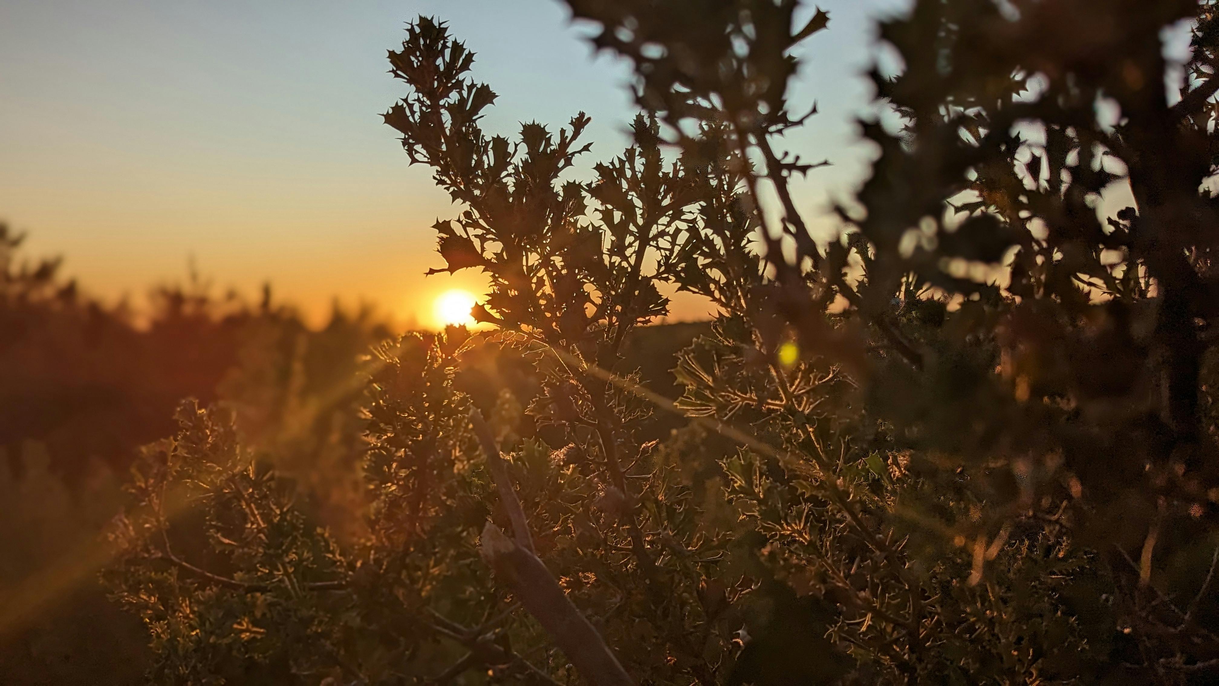 Sun rise over the sea with native Australian flowers in the foreground